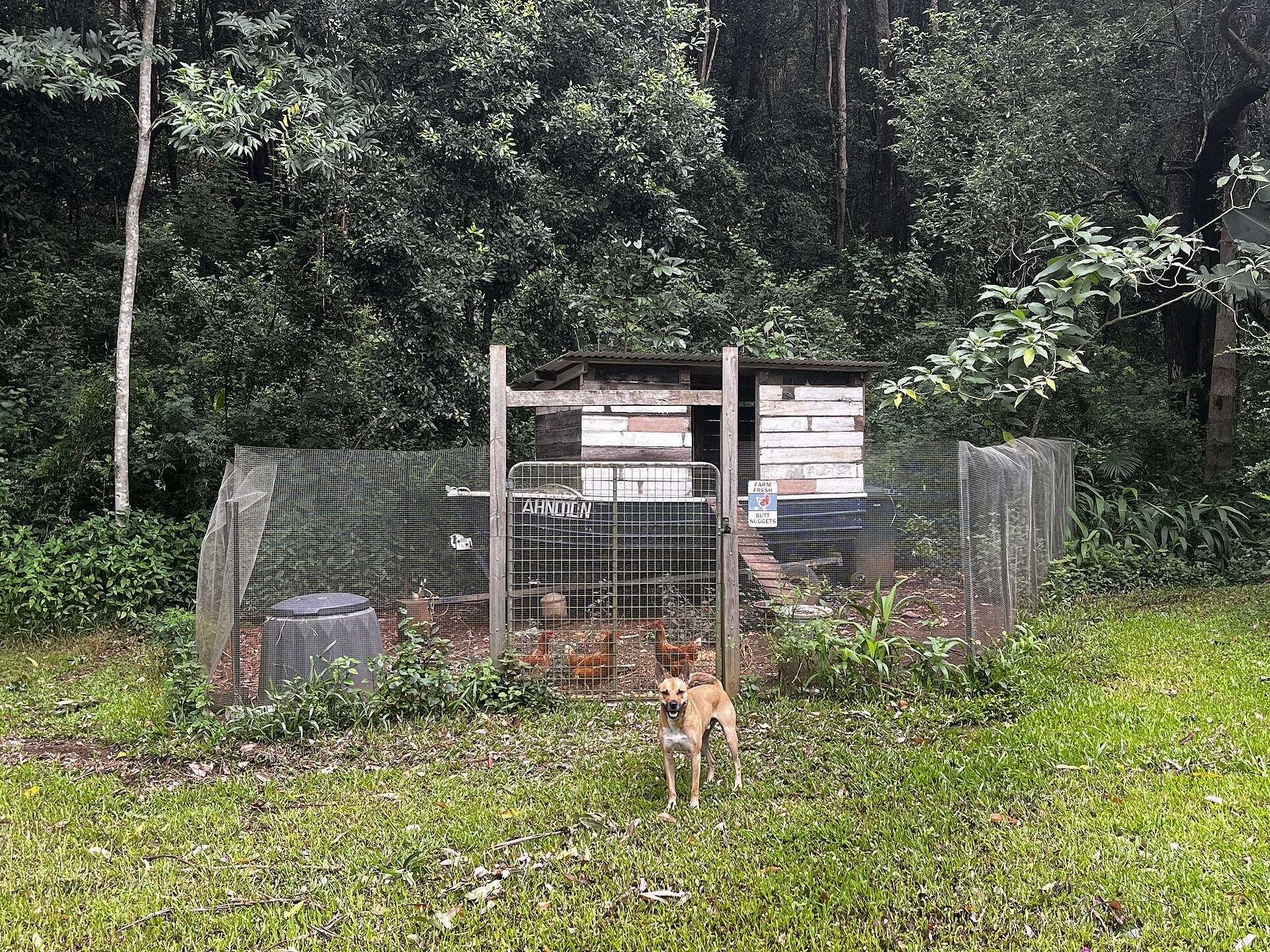 Raised chicken coop illustrating doorway height and ground clearance