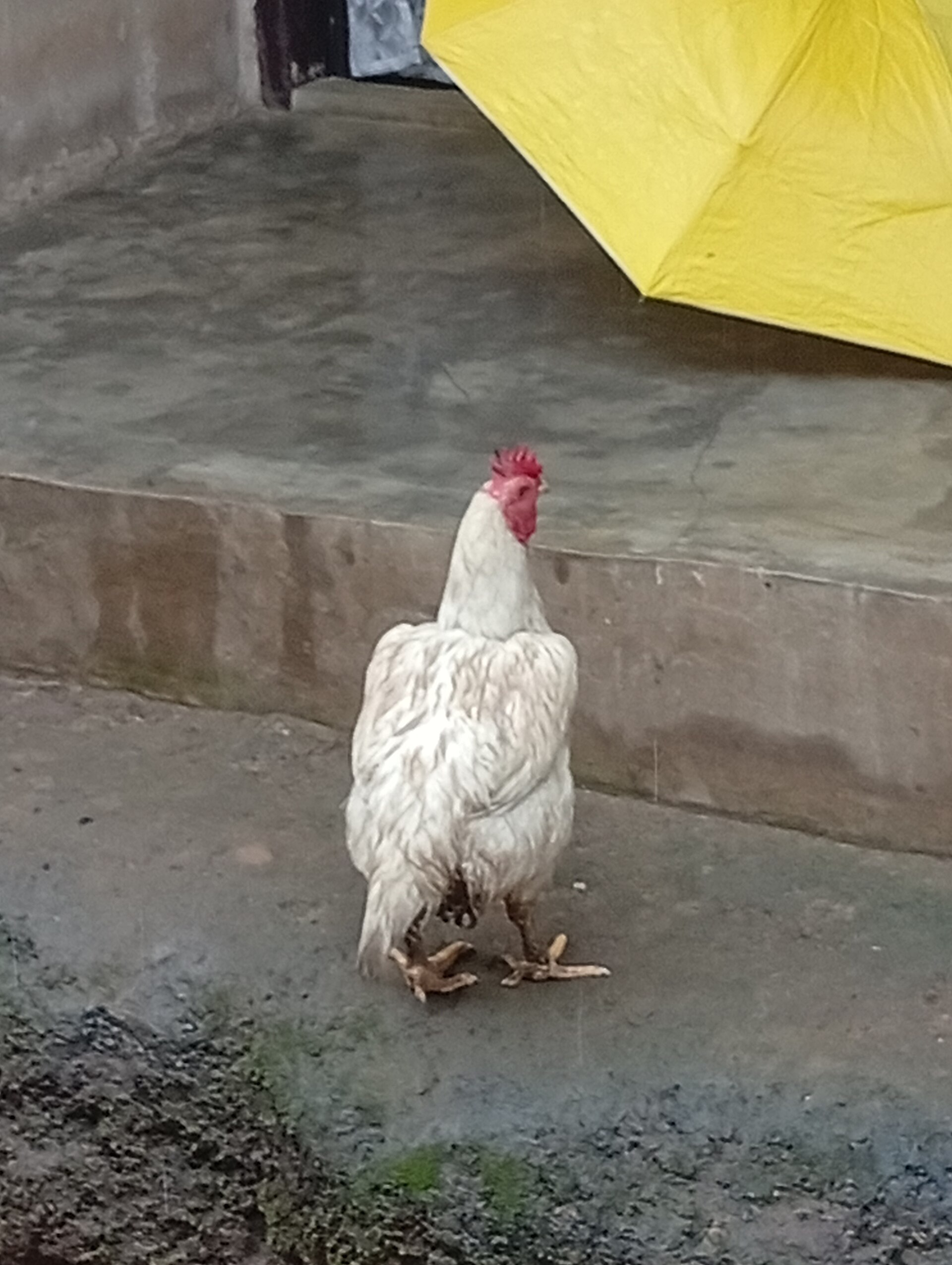 Chicken with wet feathers illustrating rainy and wet coop conditions