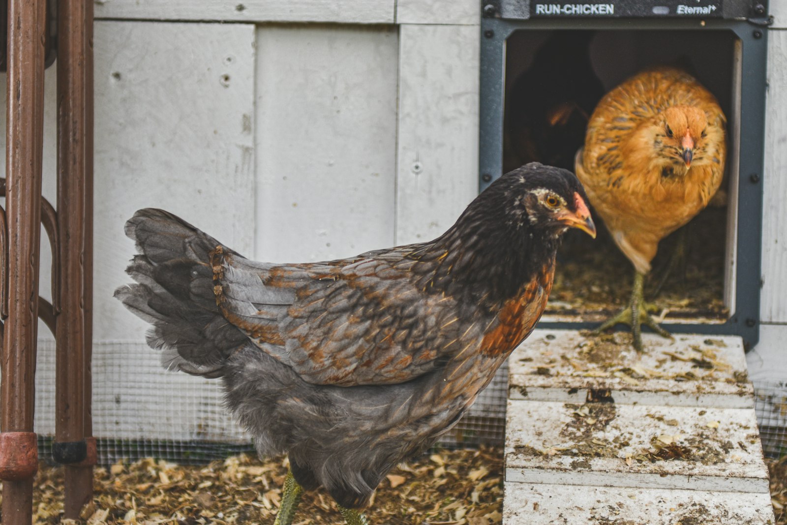 Chickens beside an automatic coop door mounted in a coop wall