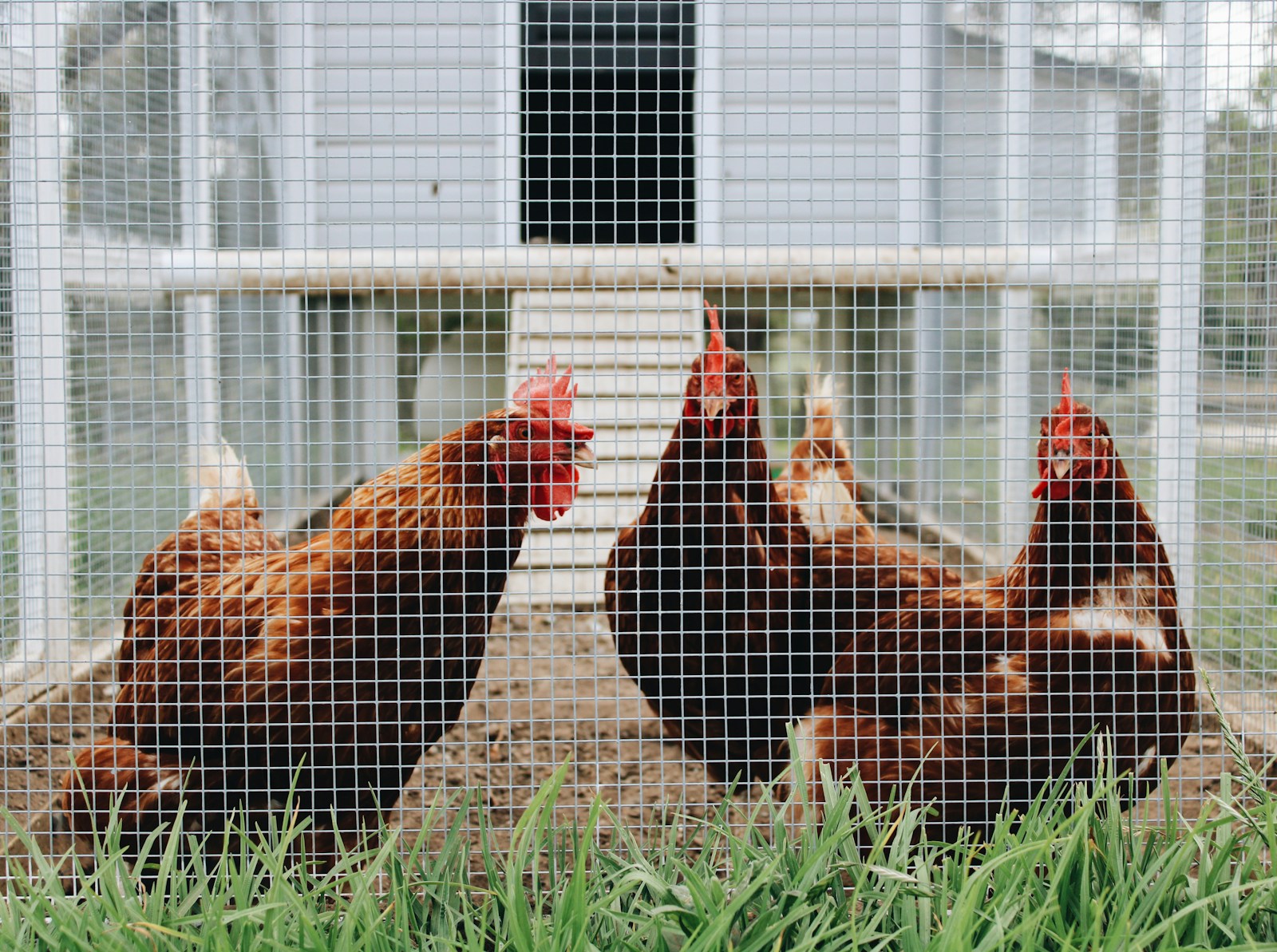 Best Automatic Chicken Coop Door for Large Chickens