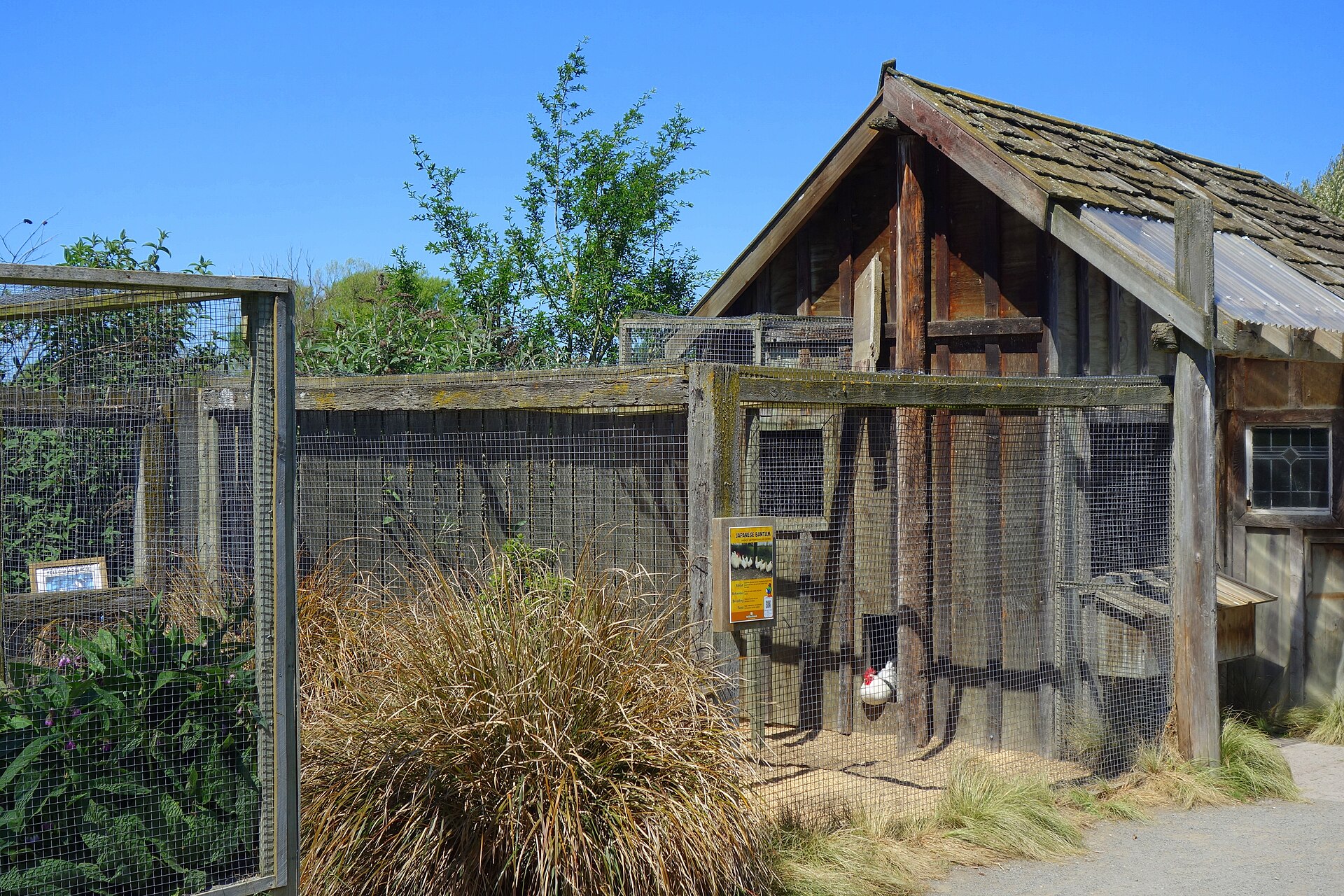 Simple chicken coop illustrating a reliable automatic door setup without Wi-Fi
