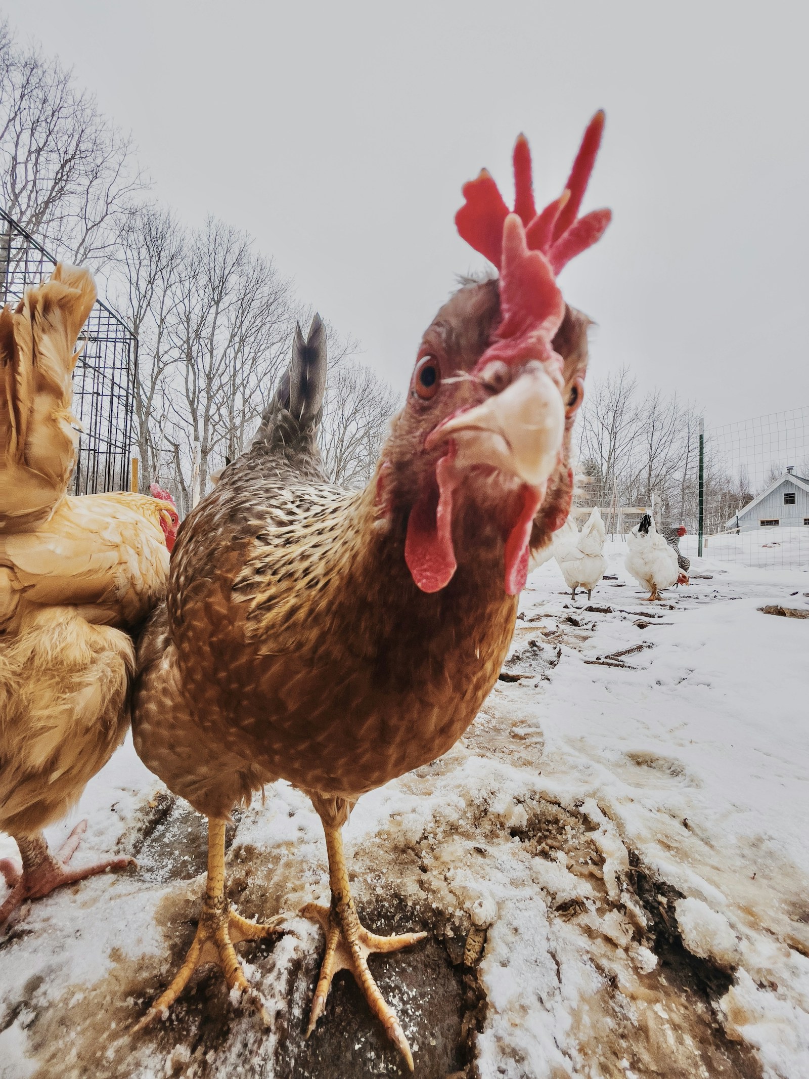 Chicken outdoors in snowy winter conditions