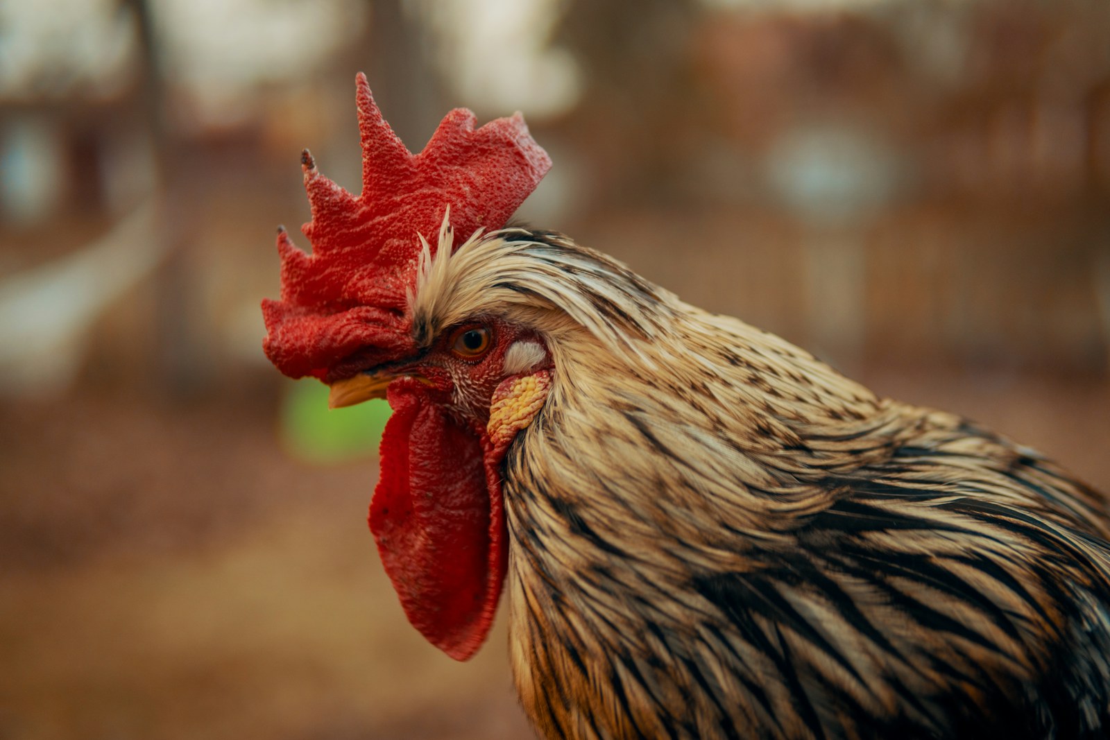Rooster close-up in natural light