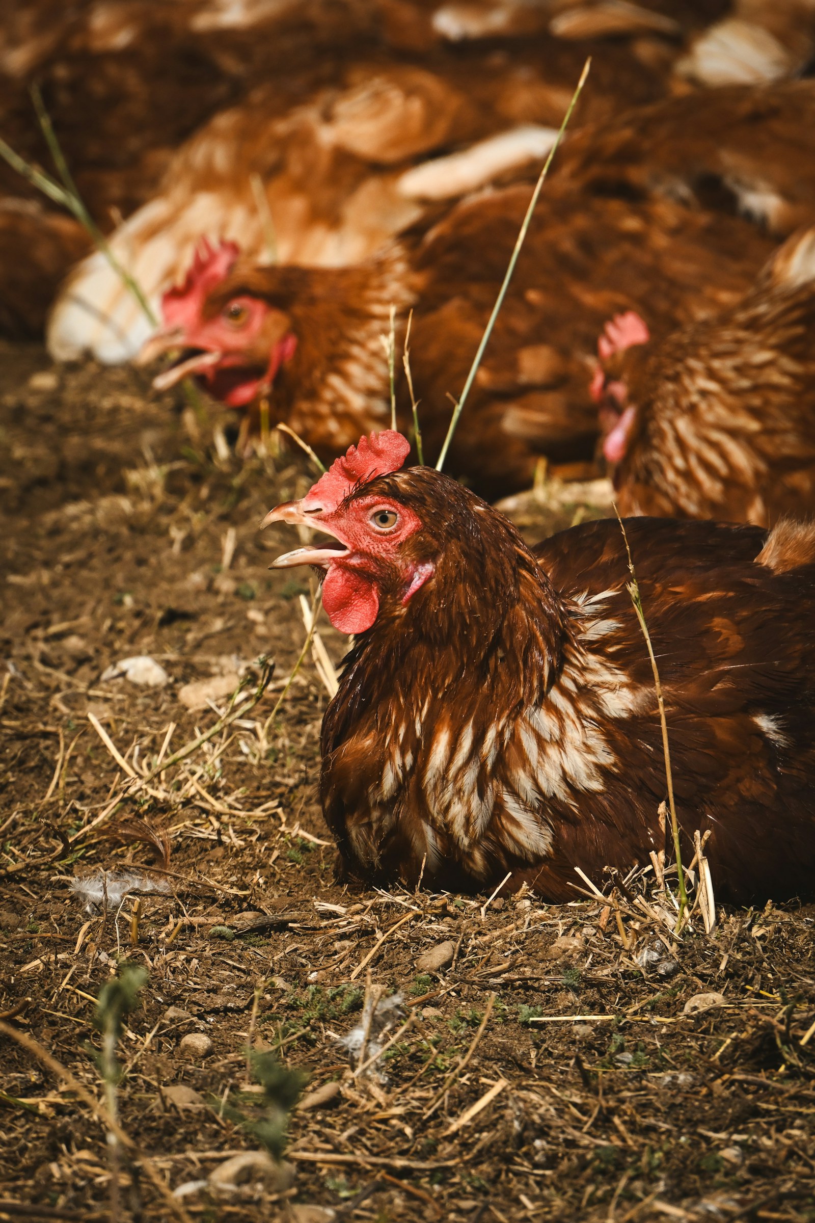 Chickens resting in a farm setting