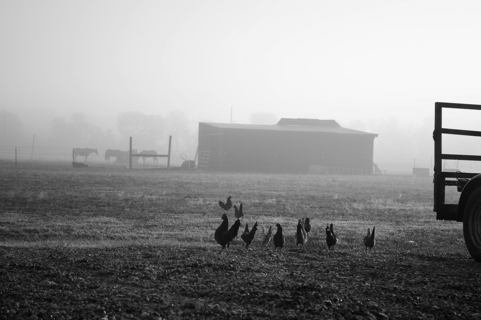 Chickens near a farm building during troubleshooting