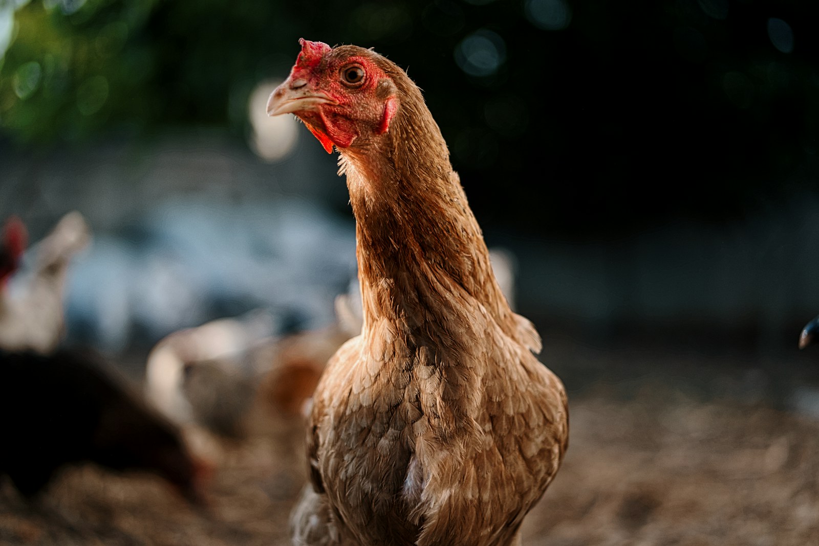 Small flock of chickens on dry ground