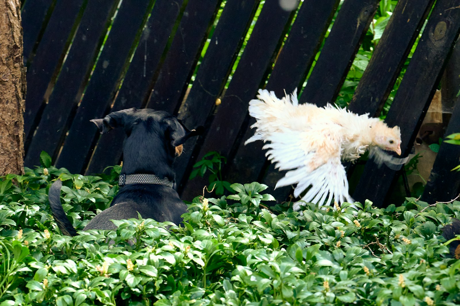 White chicken outdoors near a backyard coop area