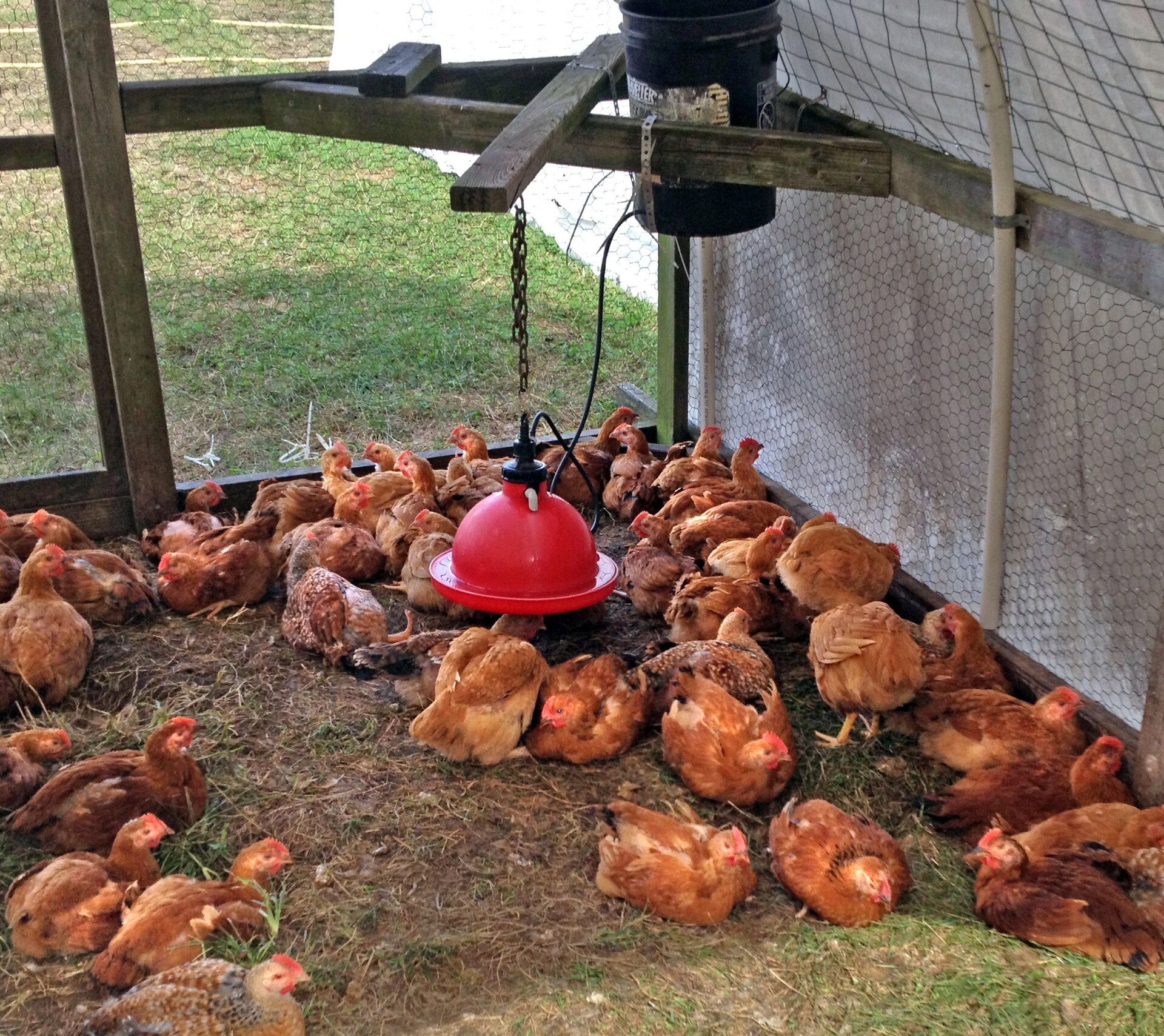 Red hens at a chicken coop used for an automatic coop door comparison