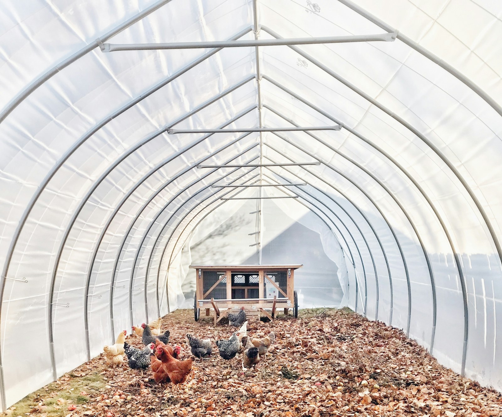 Flock of chickens in soft evening light