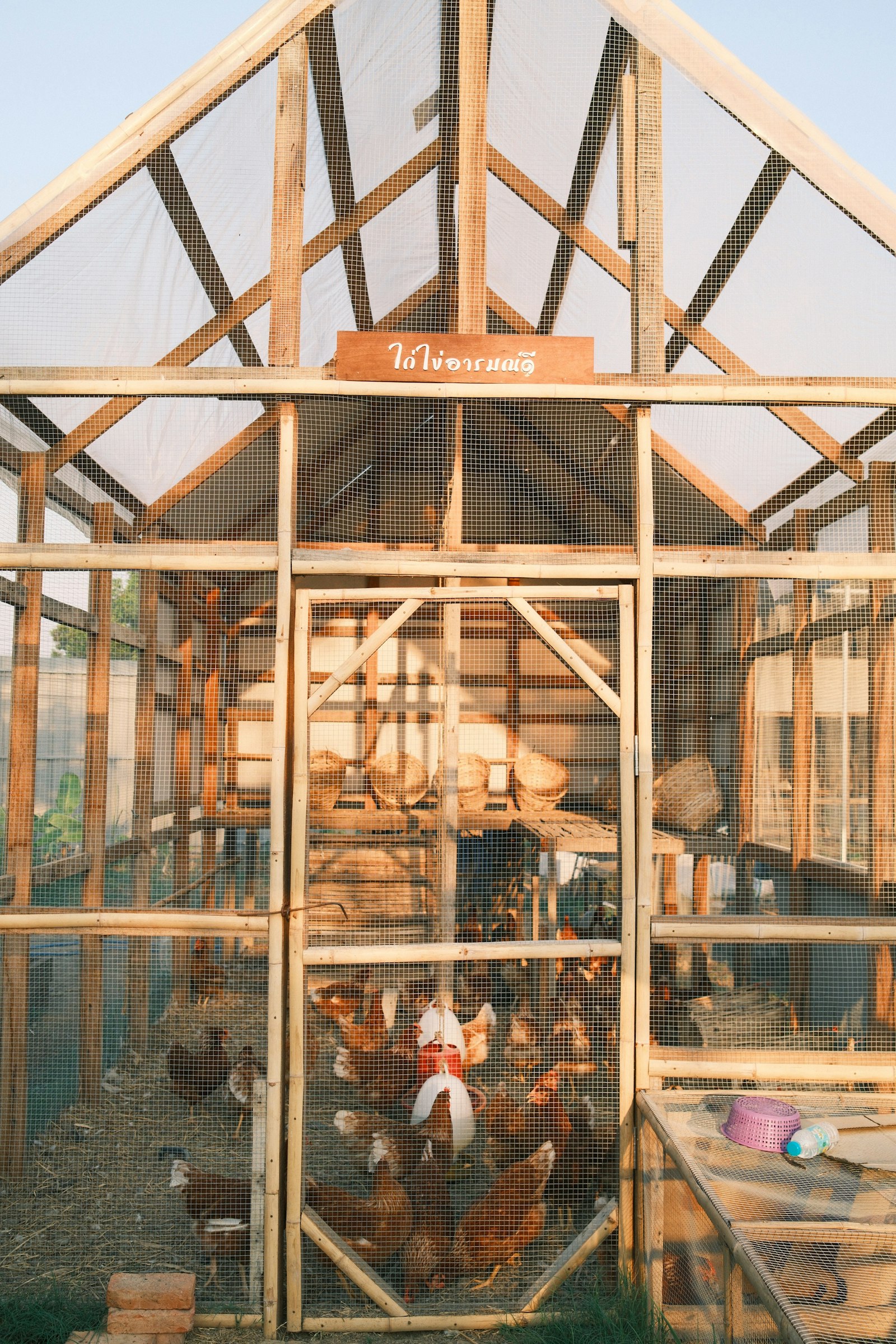 Chickens gathered inside a wooden coop