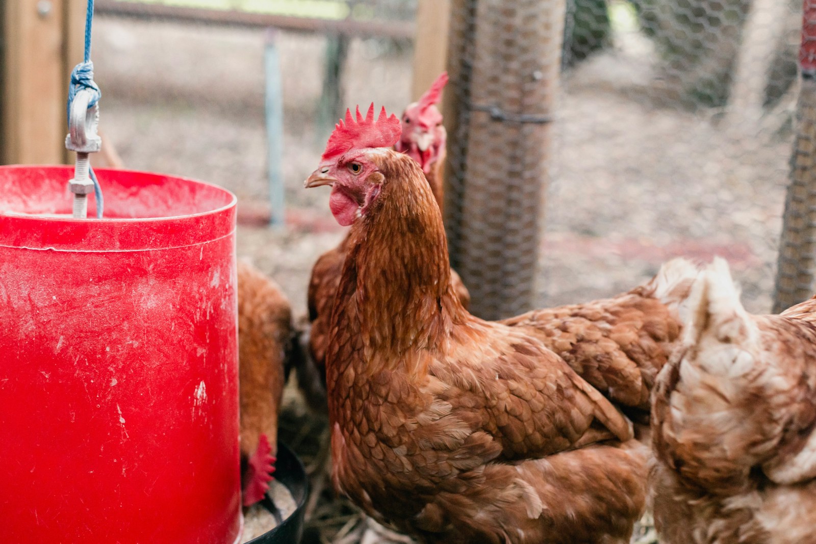 Group of chickens inside a coop