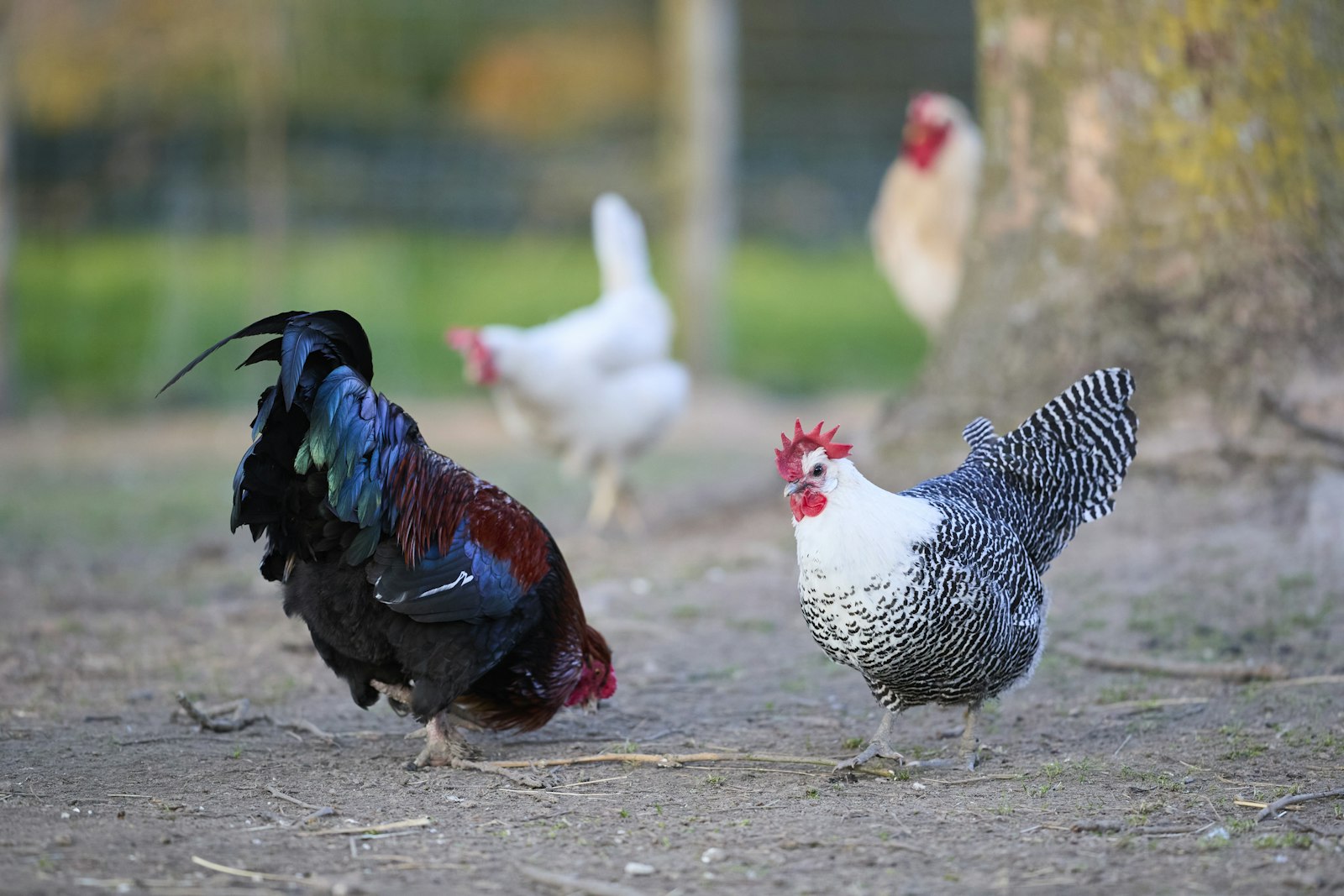 Rooster and hens outdoors in a farmyard under soft natural light