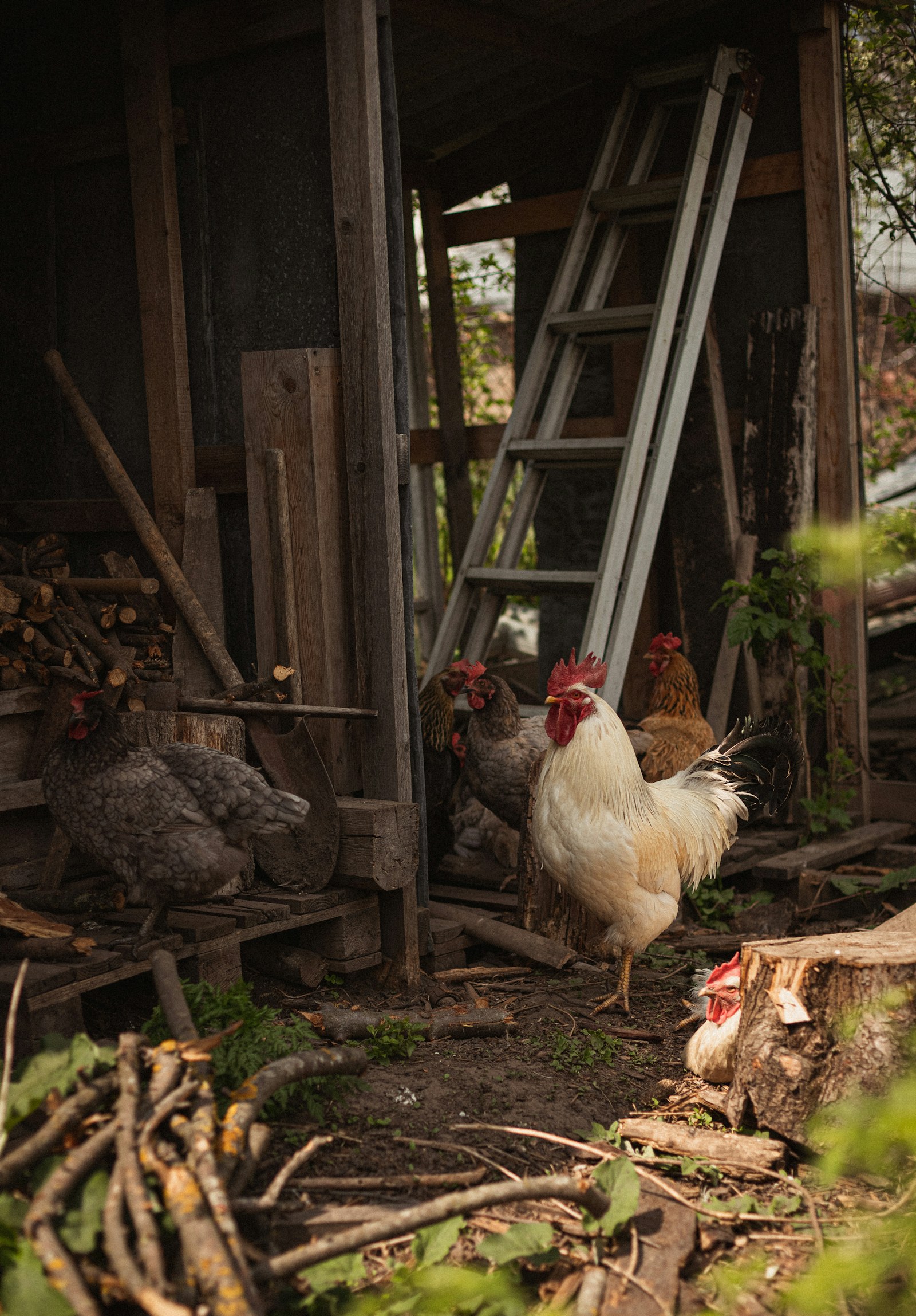 Chickens gathered around a coop