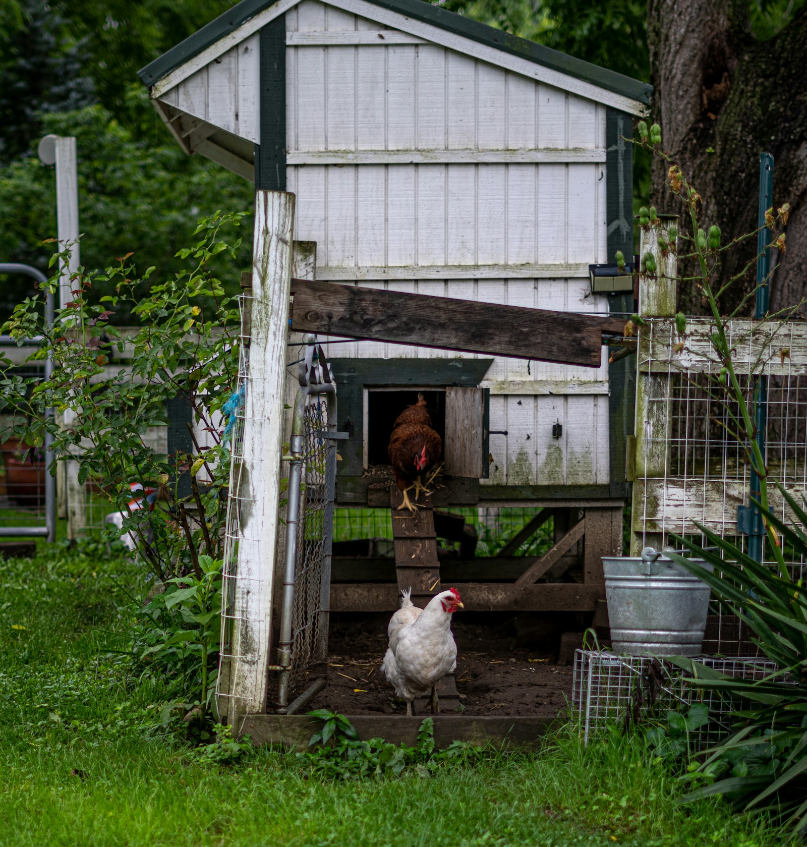 Chicken coop in a backyard setting