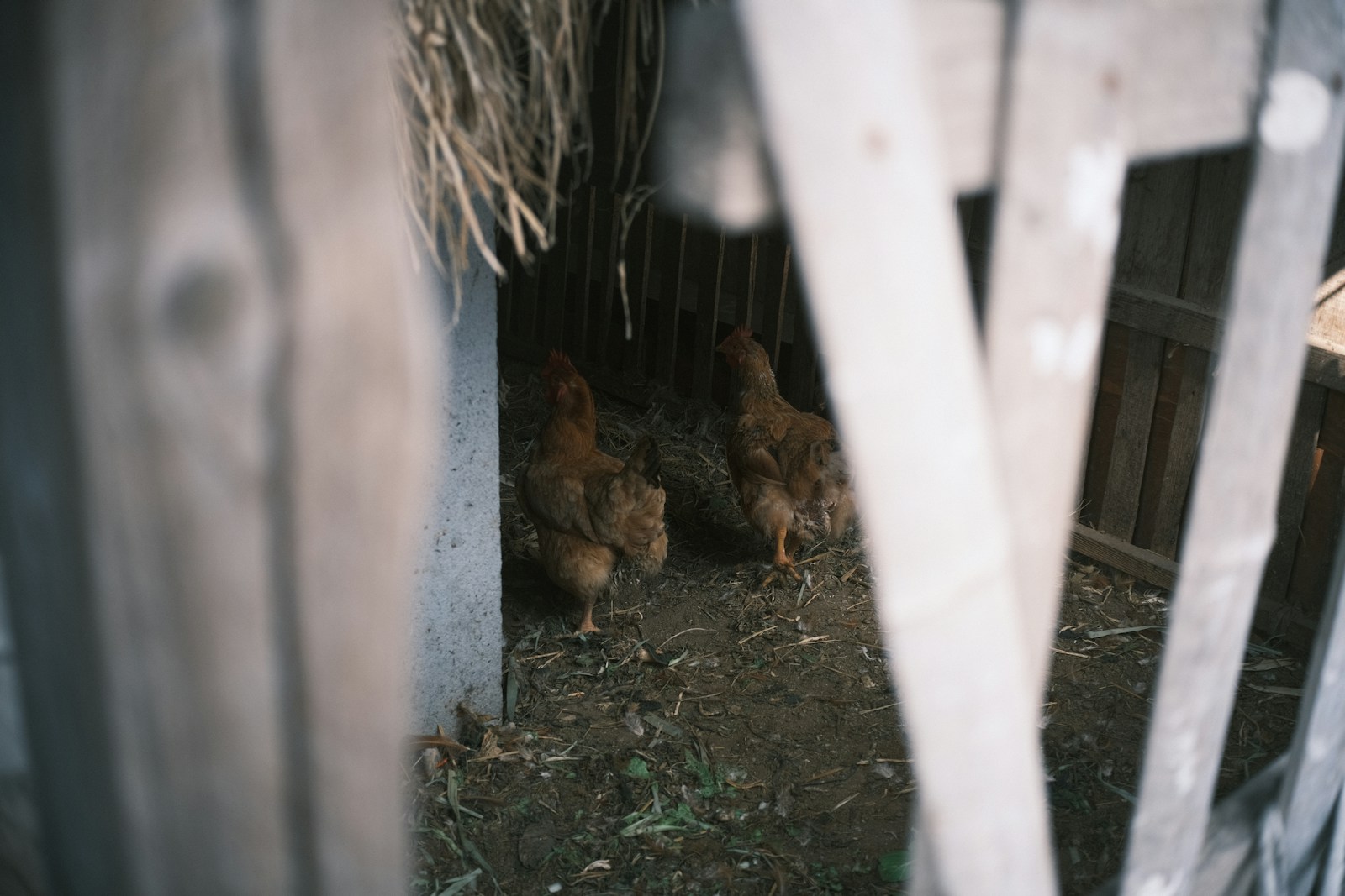 Backyard chickens near a coop