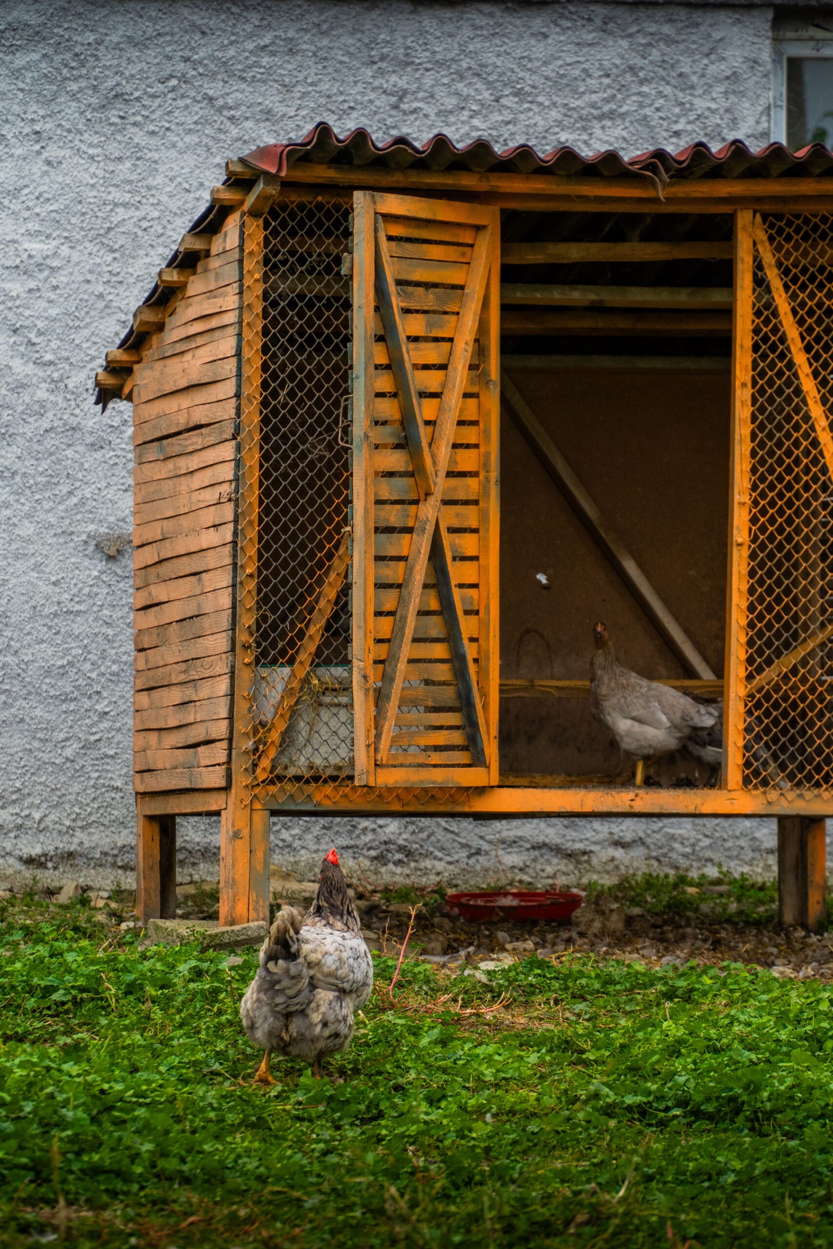 Rustic chicken coop with hens outside