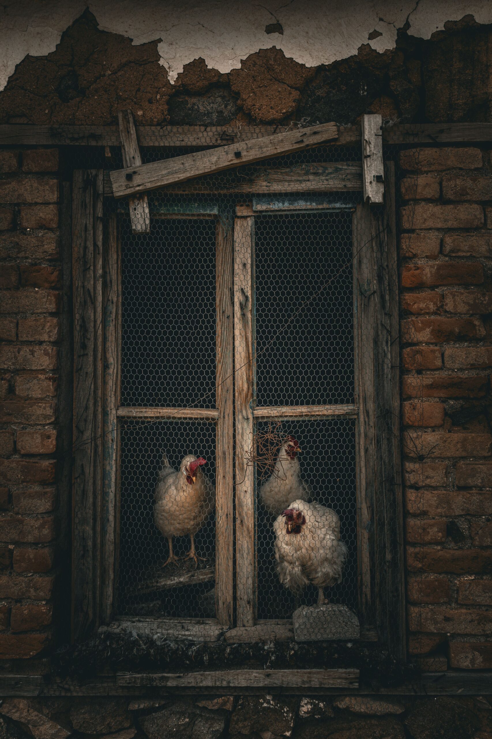Hens behind a coop door