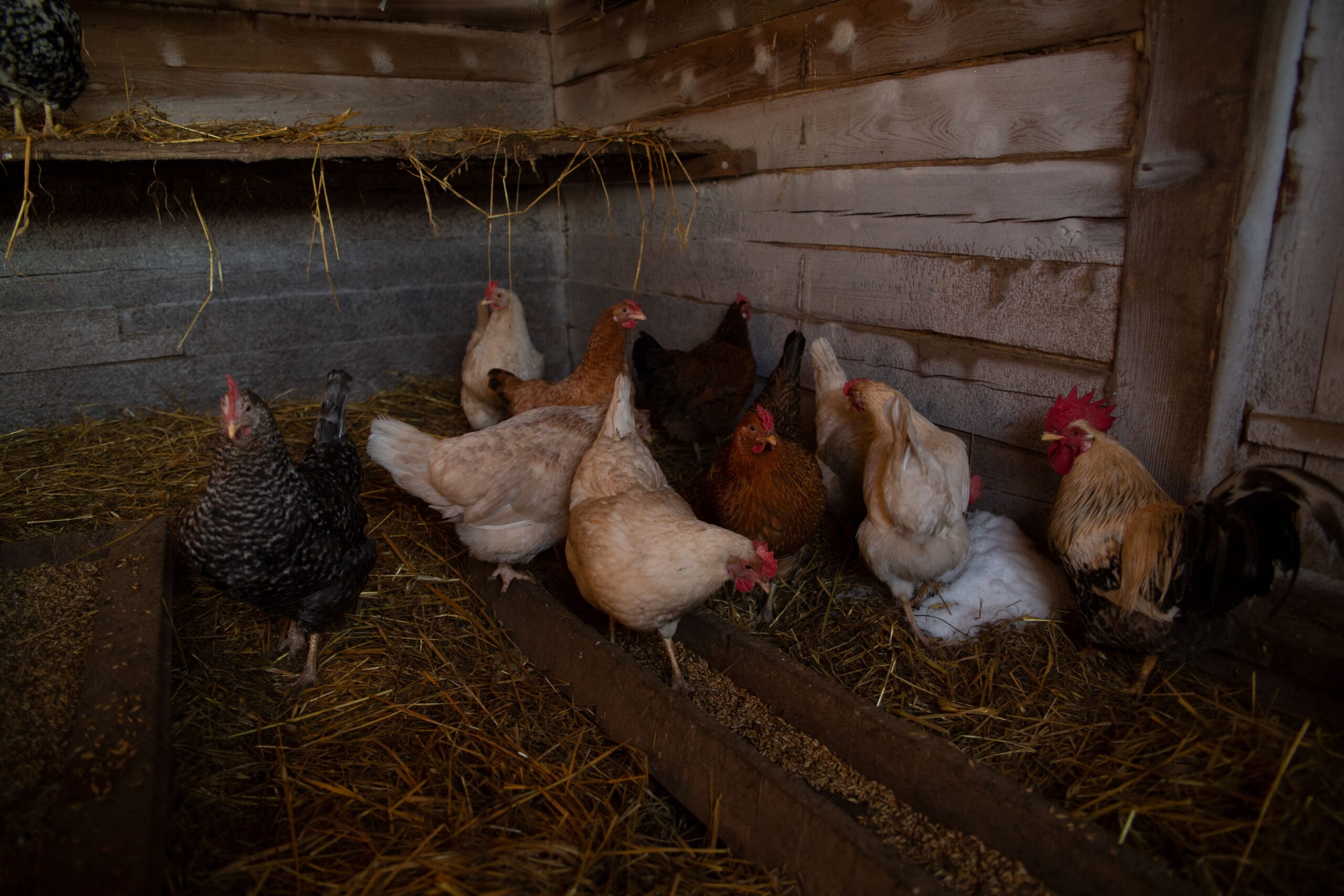Chickens inside a wooden coop