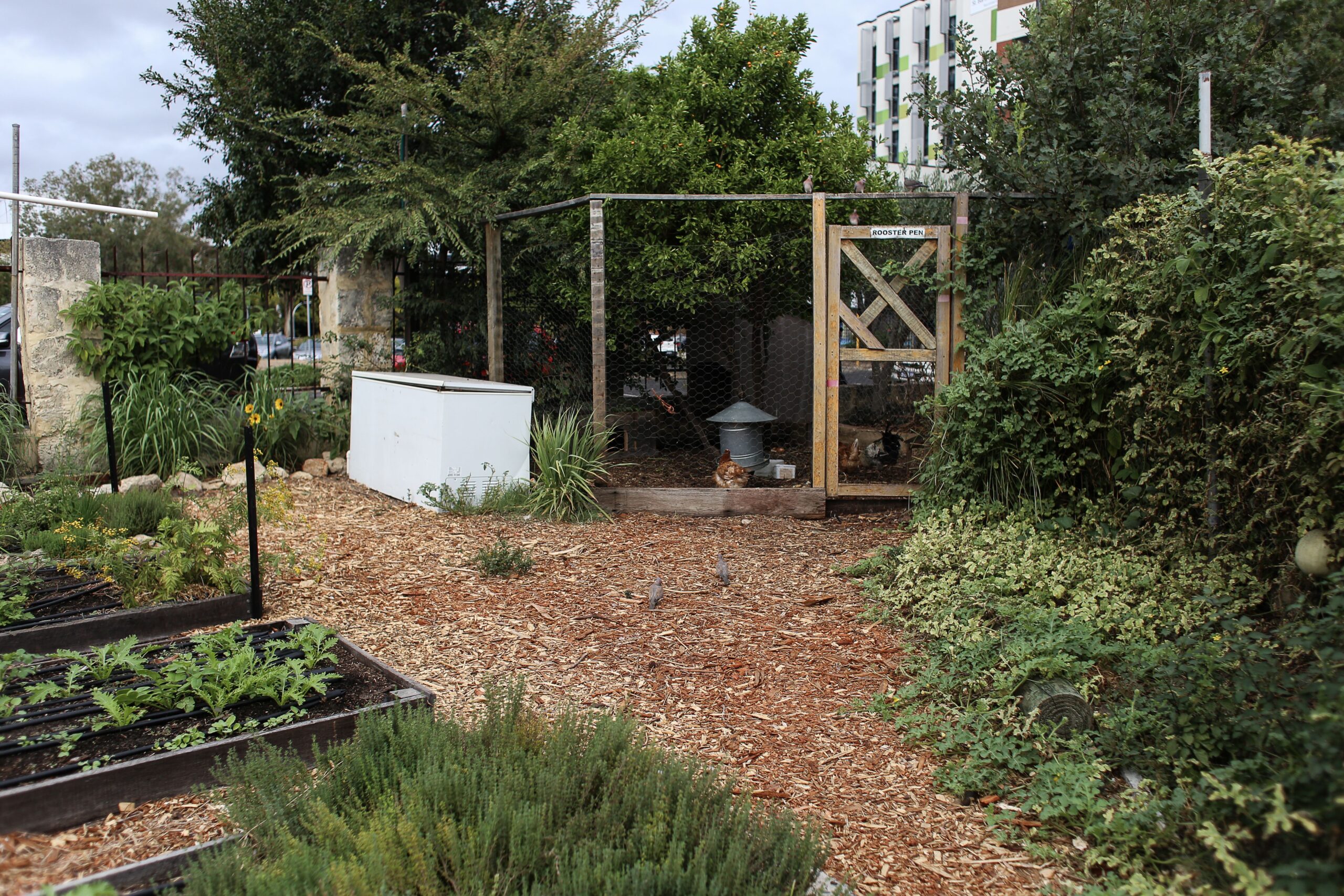 Backyard chicken run and coop