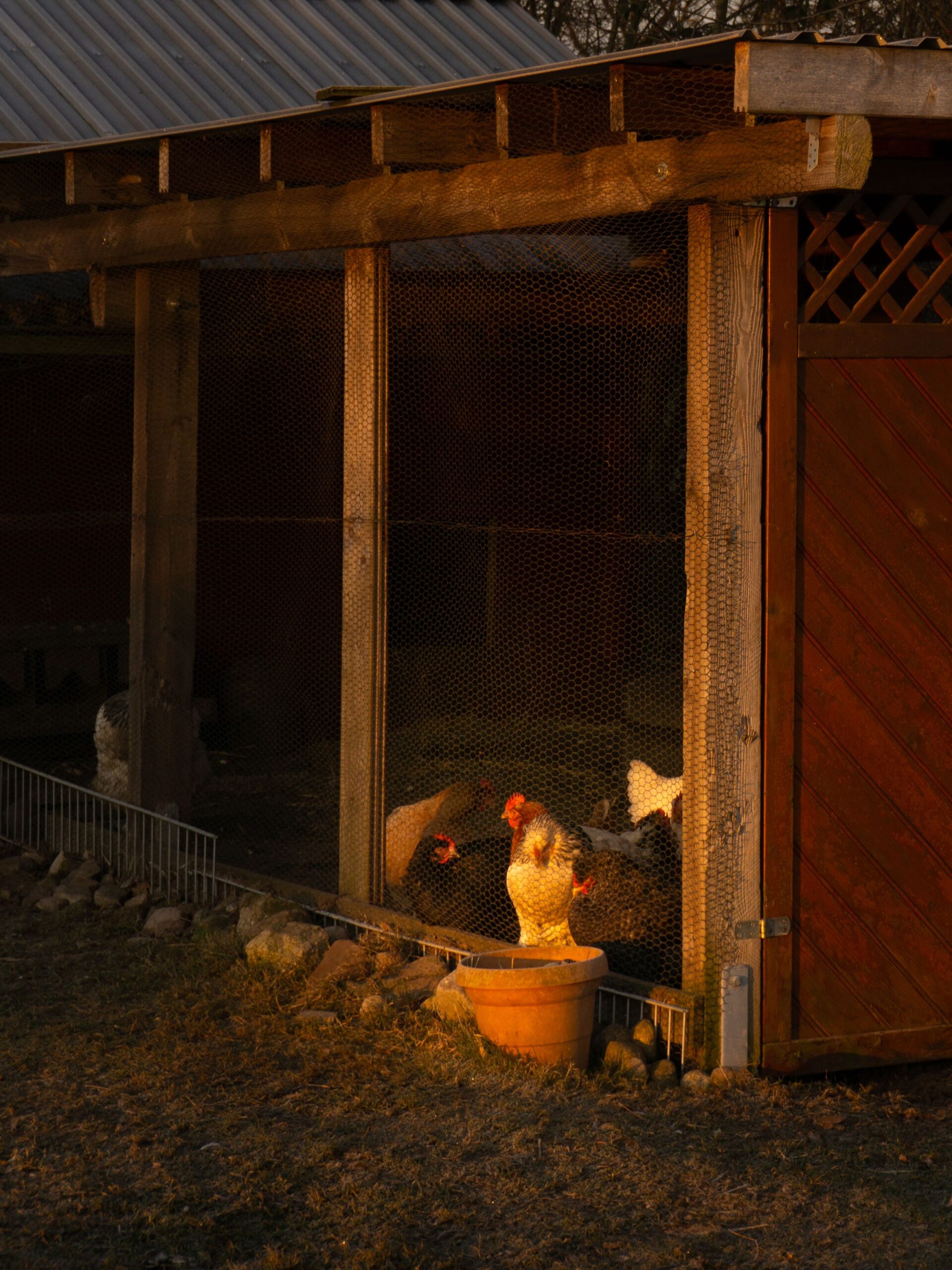 Chicken coop doorway in evening light