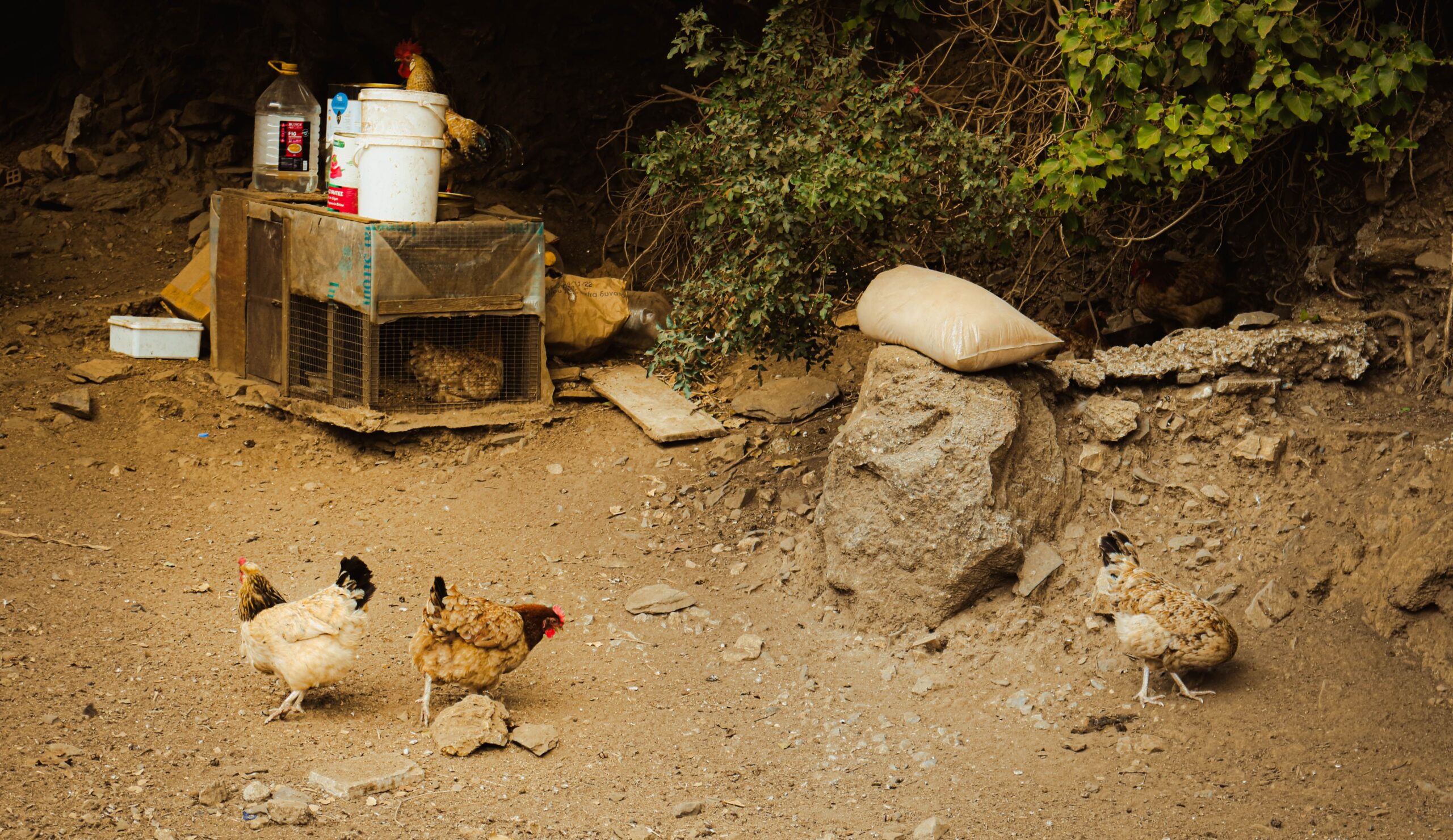 Free-range chickens near a rustic coop