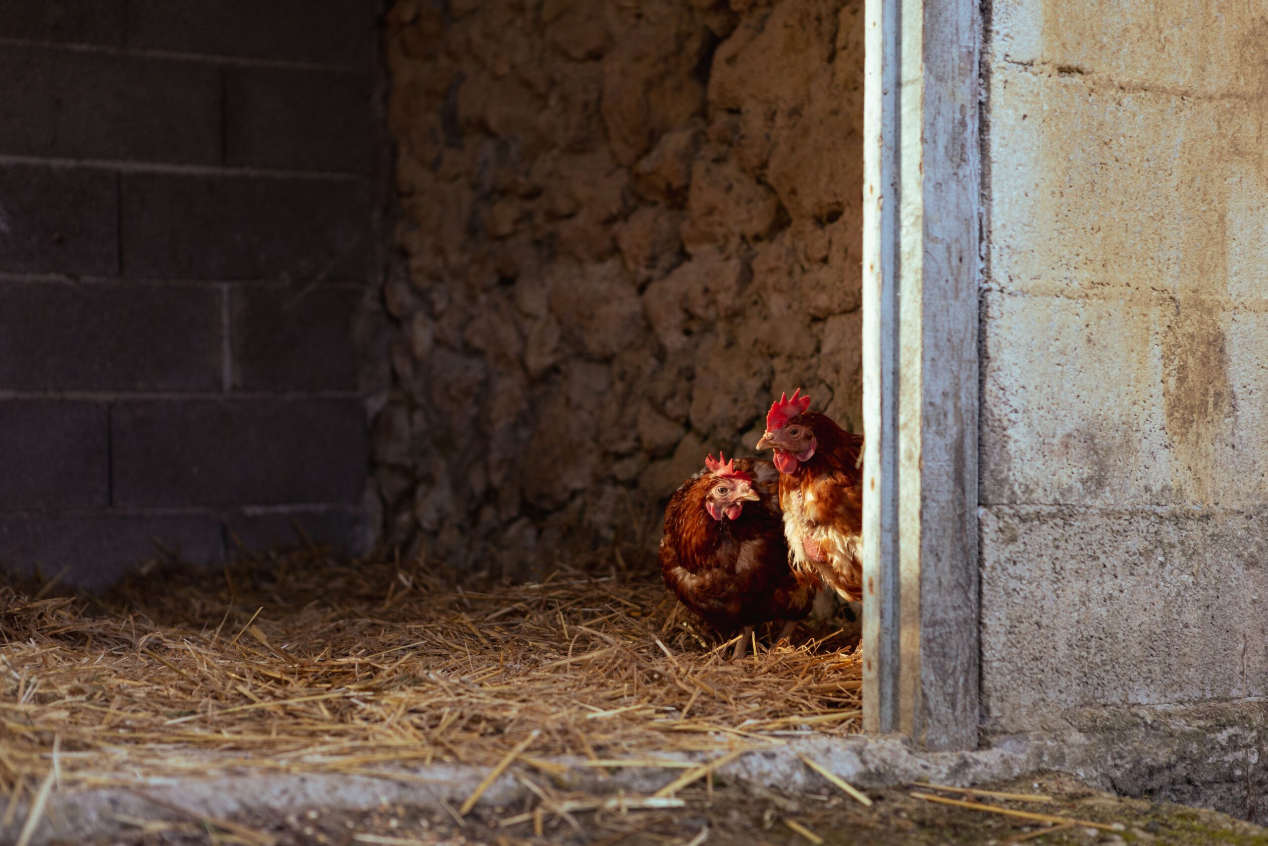Hen near coop entrance