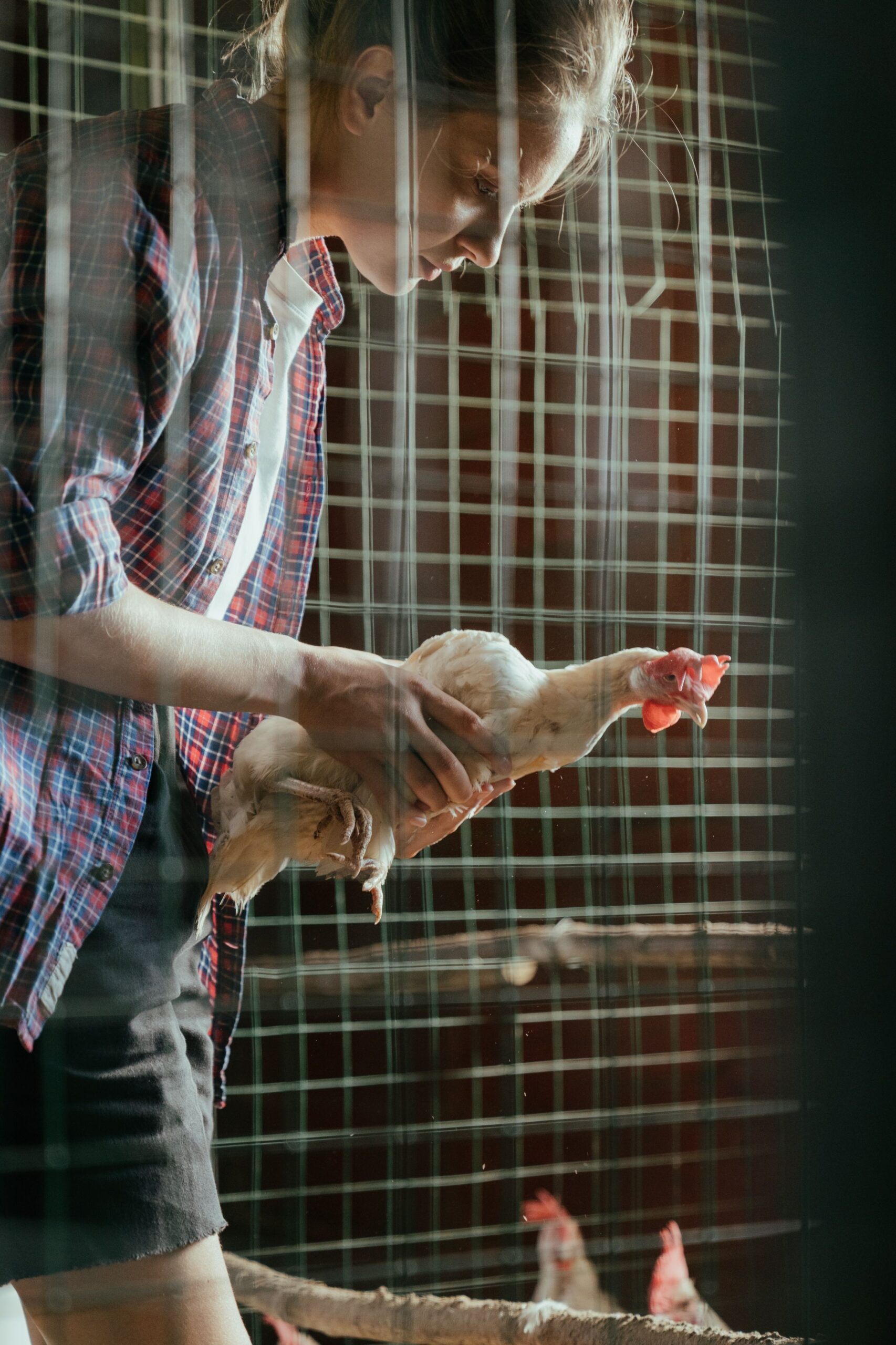 Chicken keeper inspecting a bird