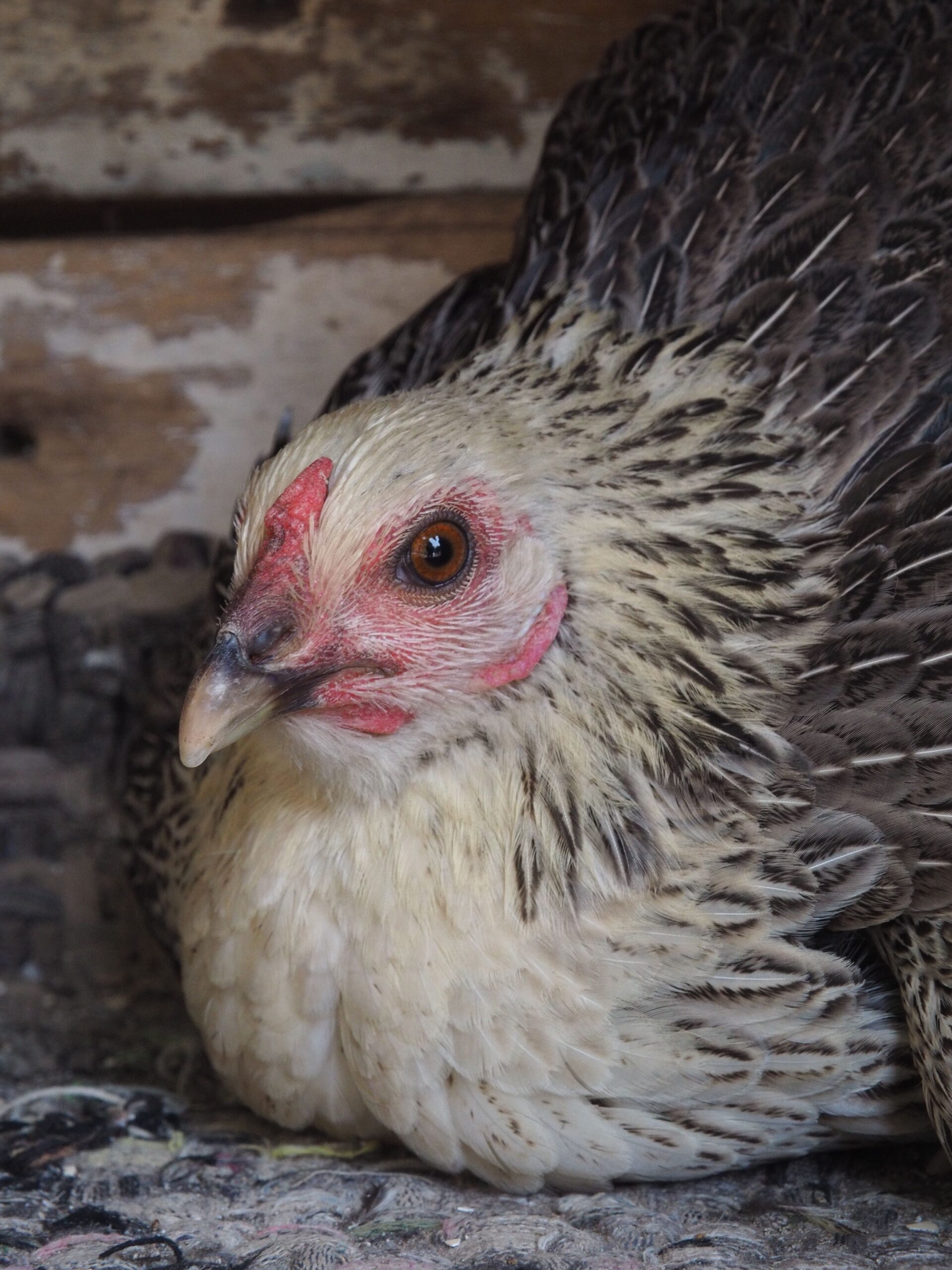 Close-up of hen inside a coop