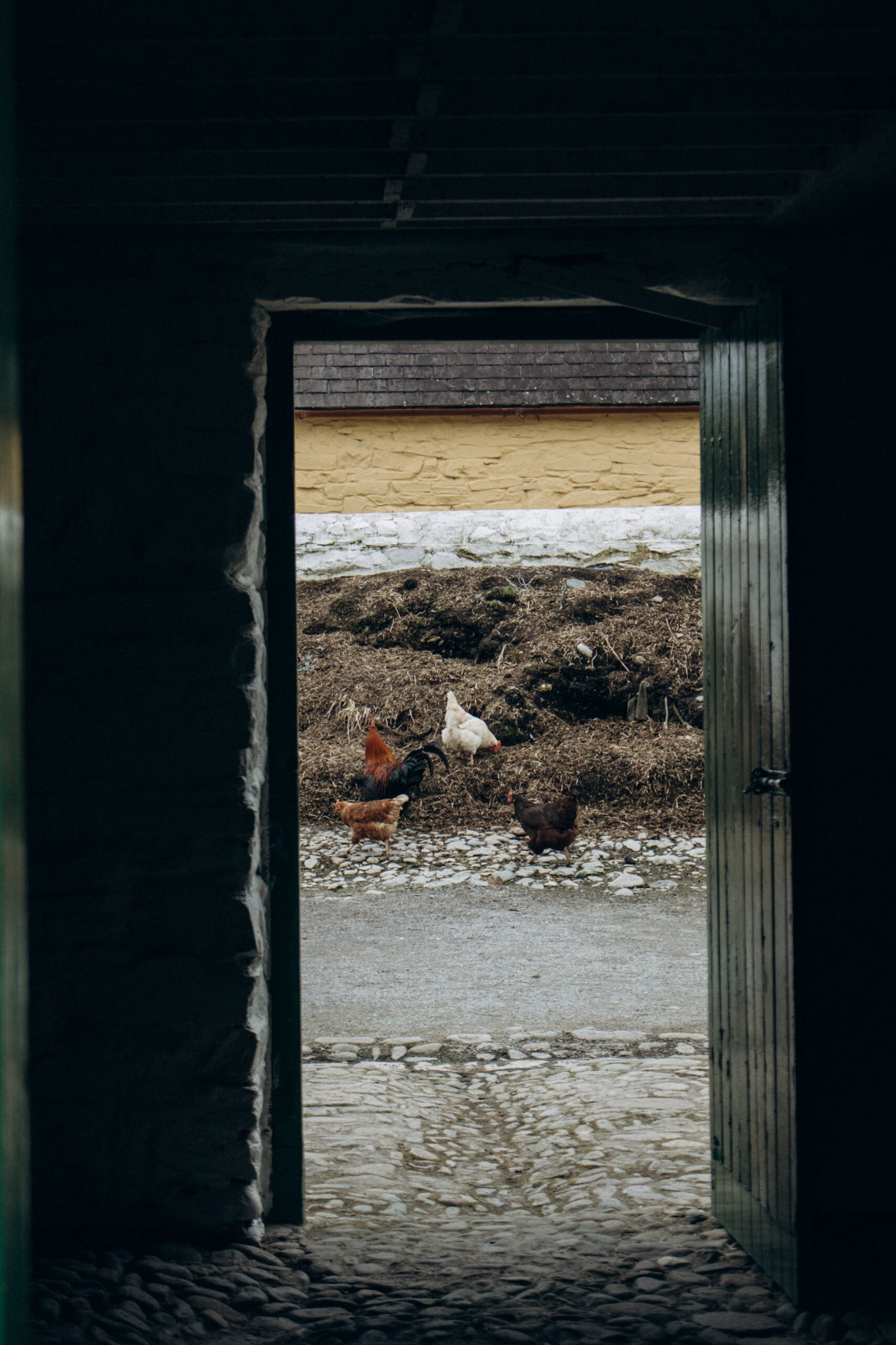 Chicken coop interior flock