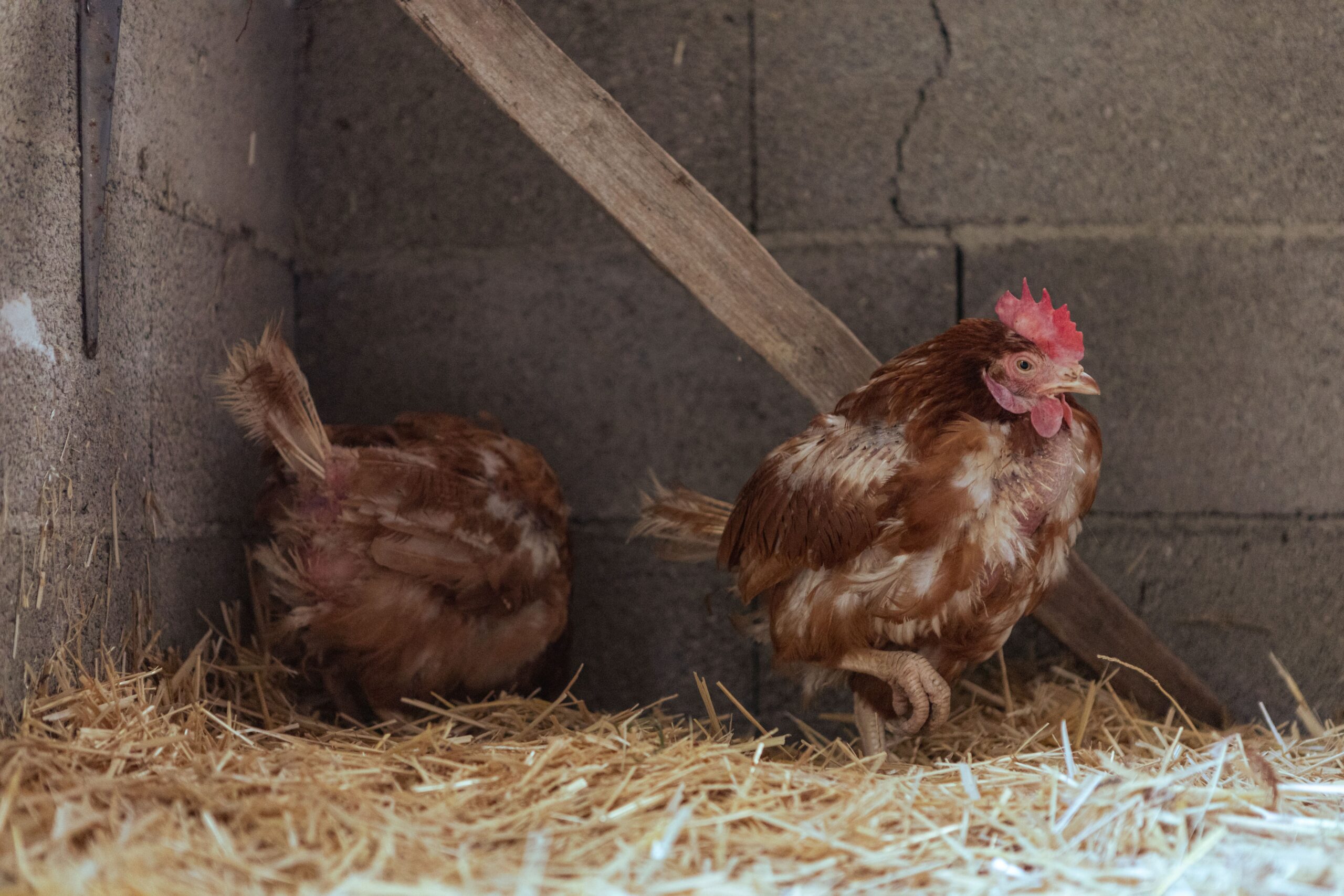 Chicken in straw-lined coop