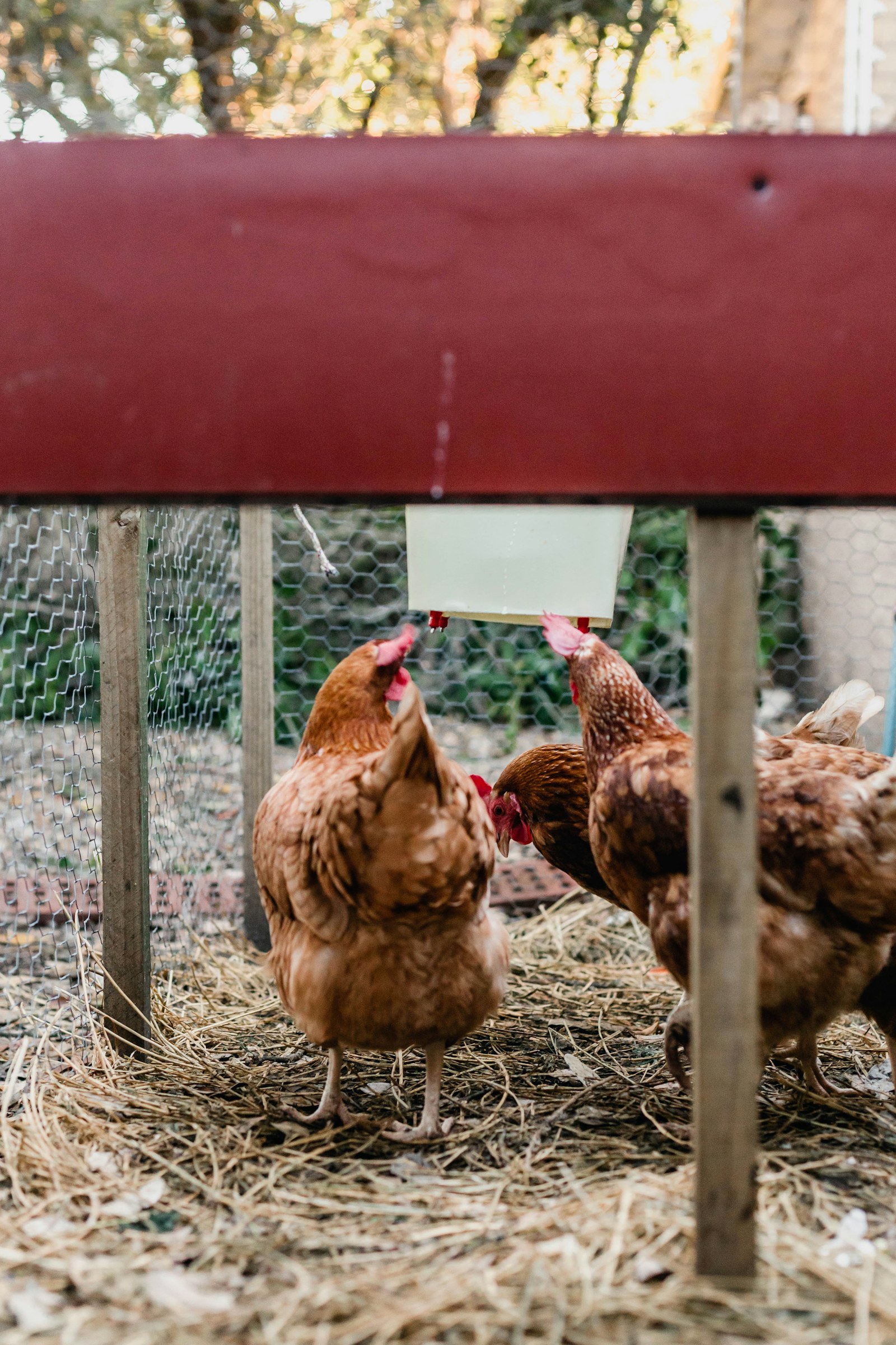 Hens gathered under a backyard coop