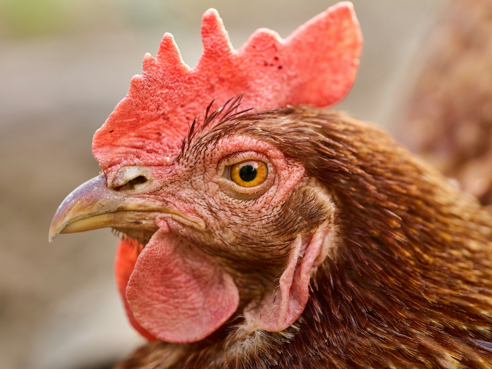 Brown hen profile near a farmyard