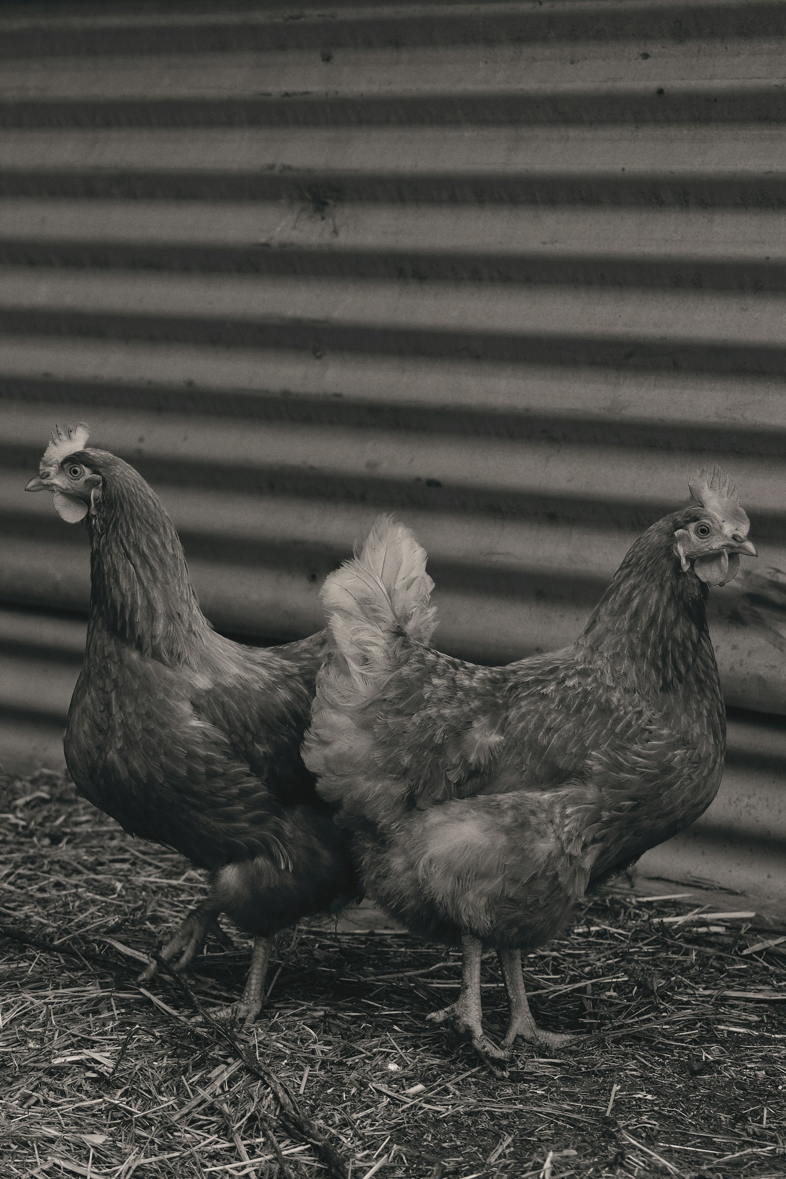 Two hens together on the ground