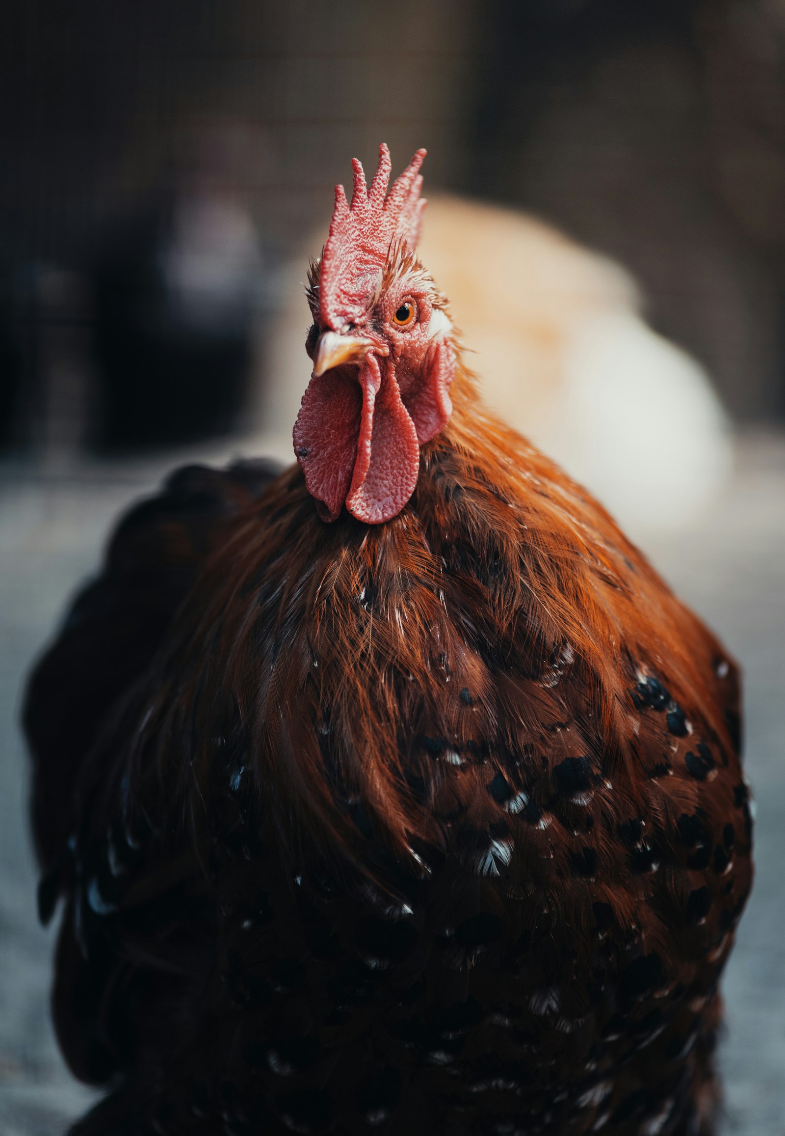 Rooster beside a farm building