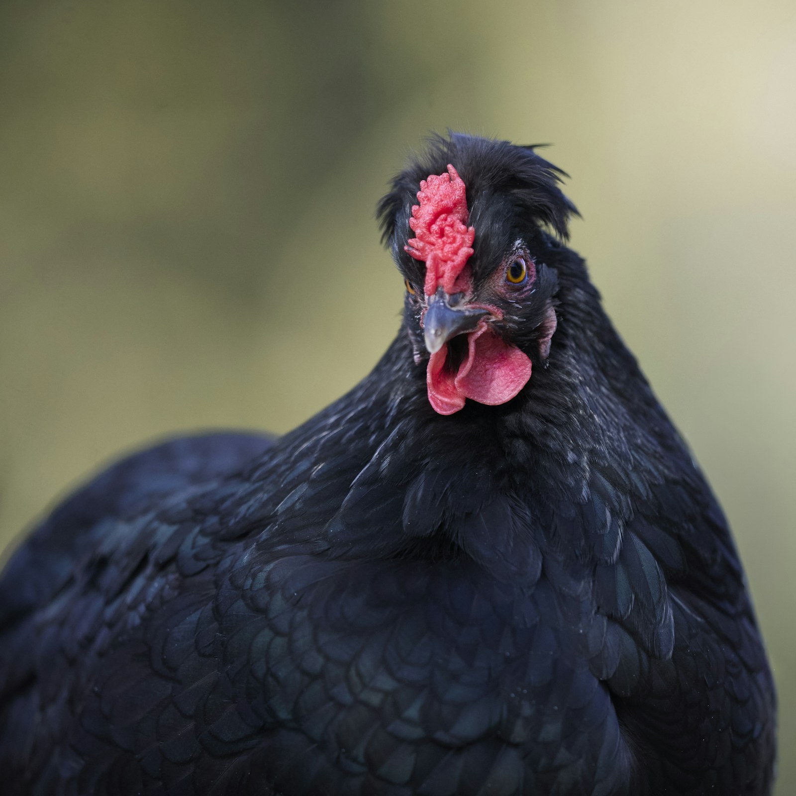 Black chicken outdoors in changing light
