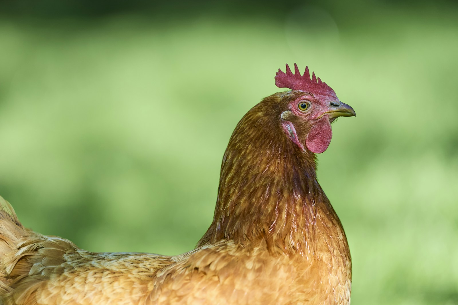Brown hen outdoors in natural daylight