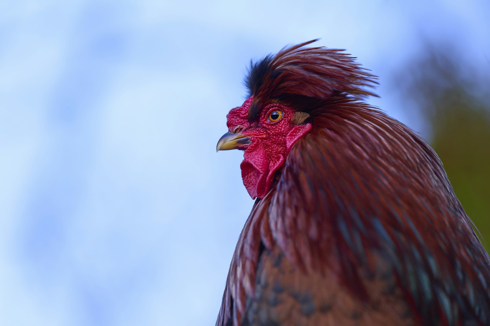 Rooster outdoors under open sky