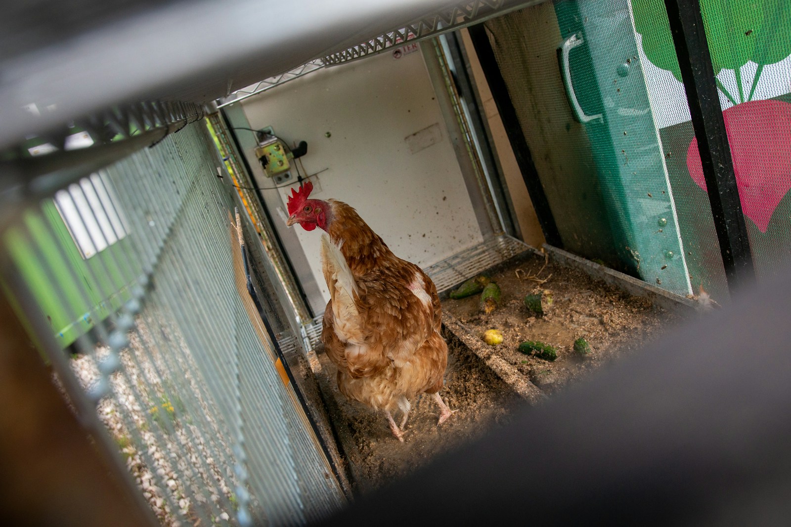 Omlet vs RUN-CHICKEN vs ChickenGuard: Which Automatic Door Is Best?