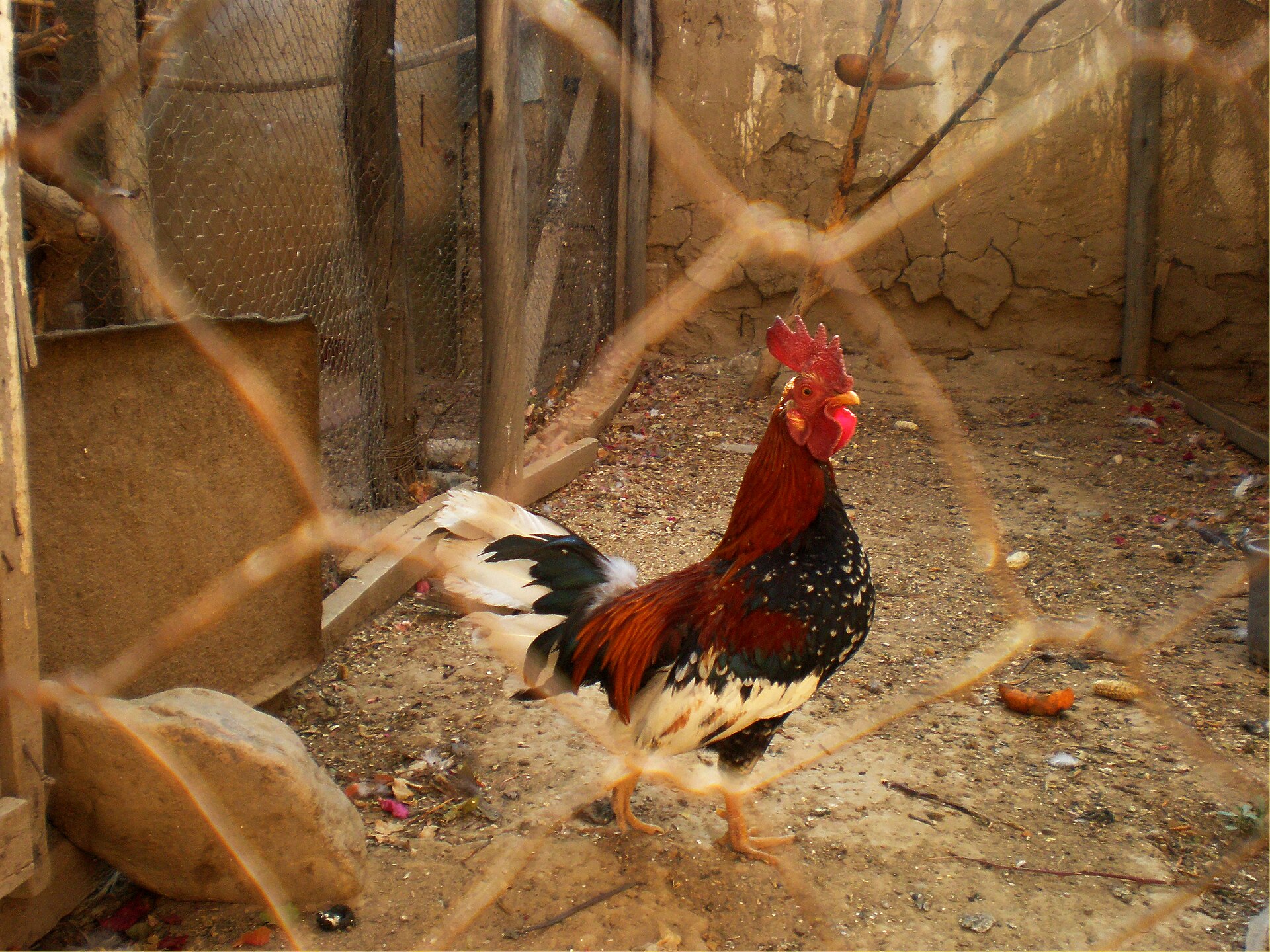 Chicken coop used to illustrate timer and light-sensor automatic door controls