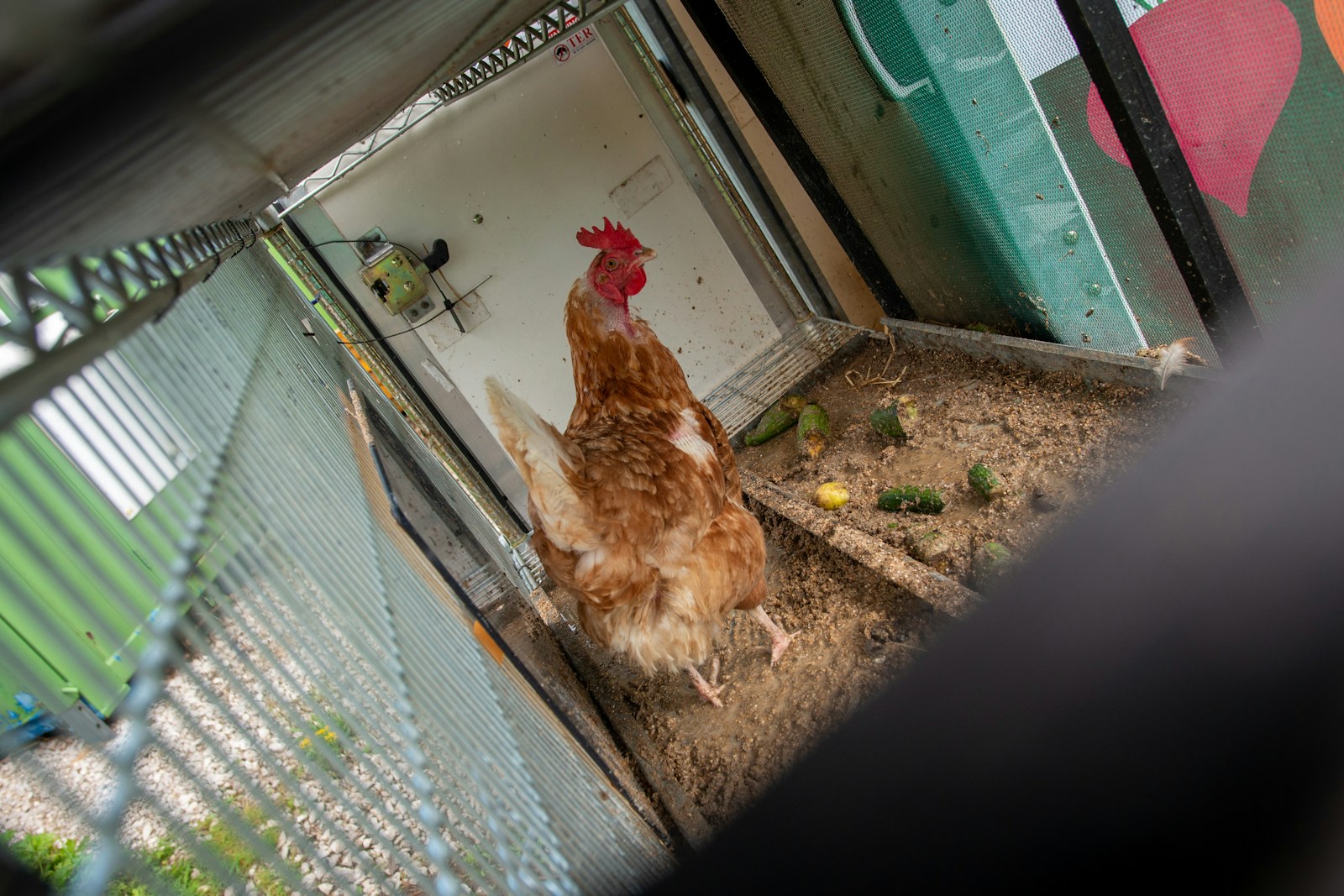 What Time Should an Automatic Chicken Coop Door Close?
