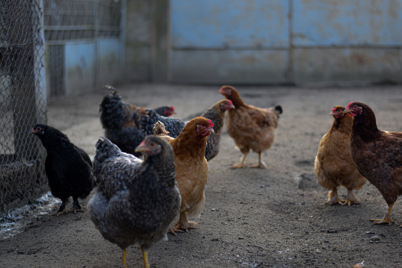 Hens roaming in a farm chicken coop
