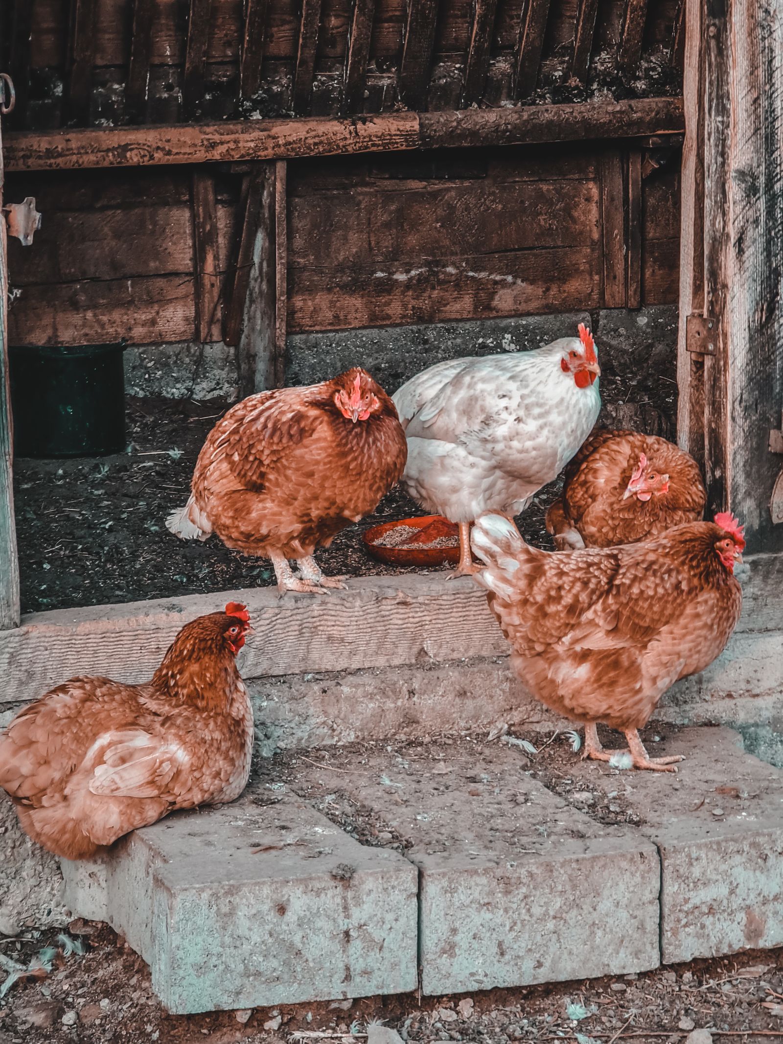 Hens and rooster in a rustic chicken coop