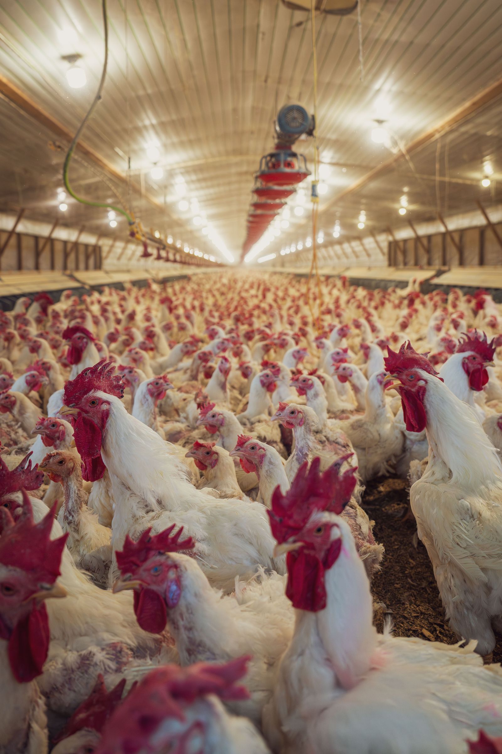 Chickens inside a poultry barn