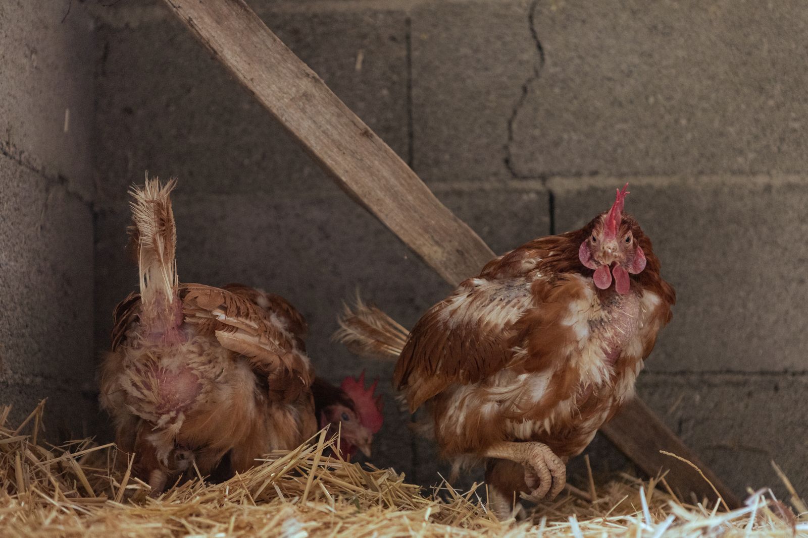 Brown hens in a straw-lined chicken coop