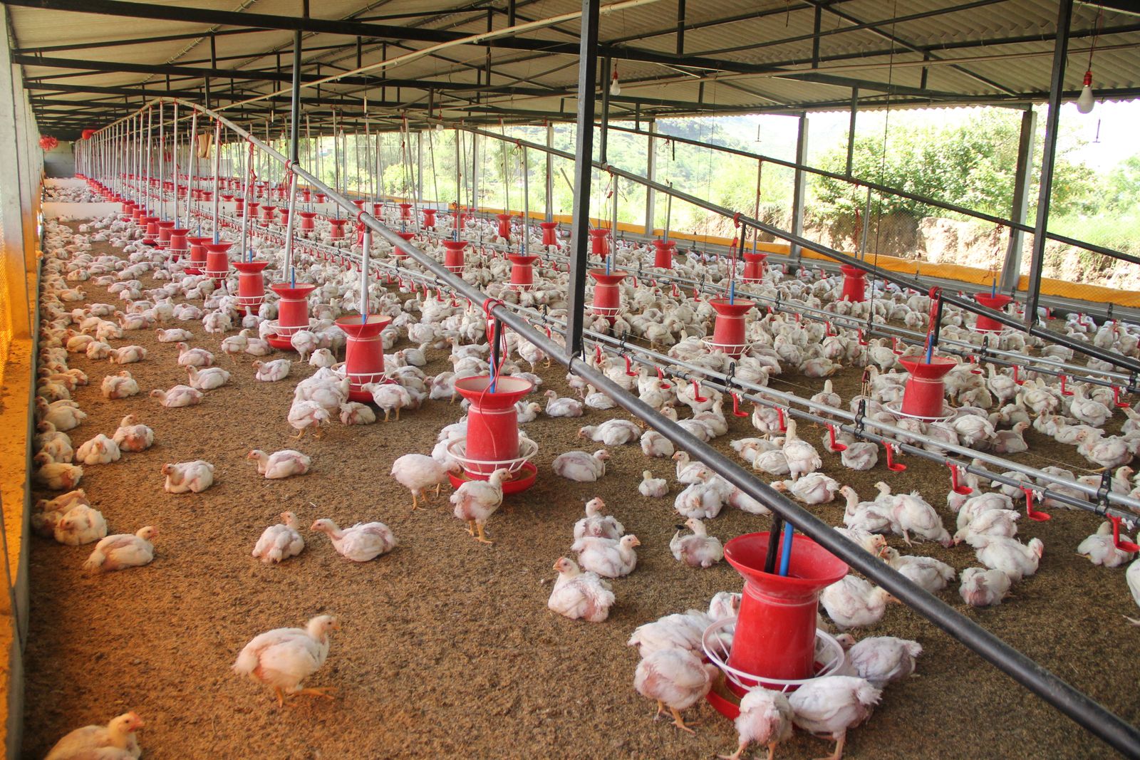White chickens inside a large poultry coop