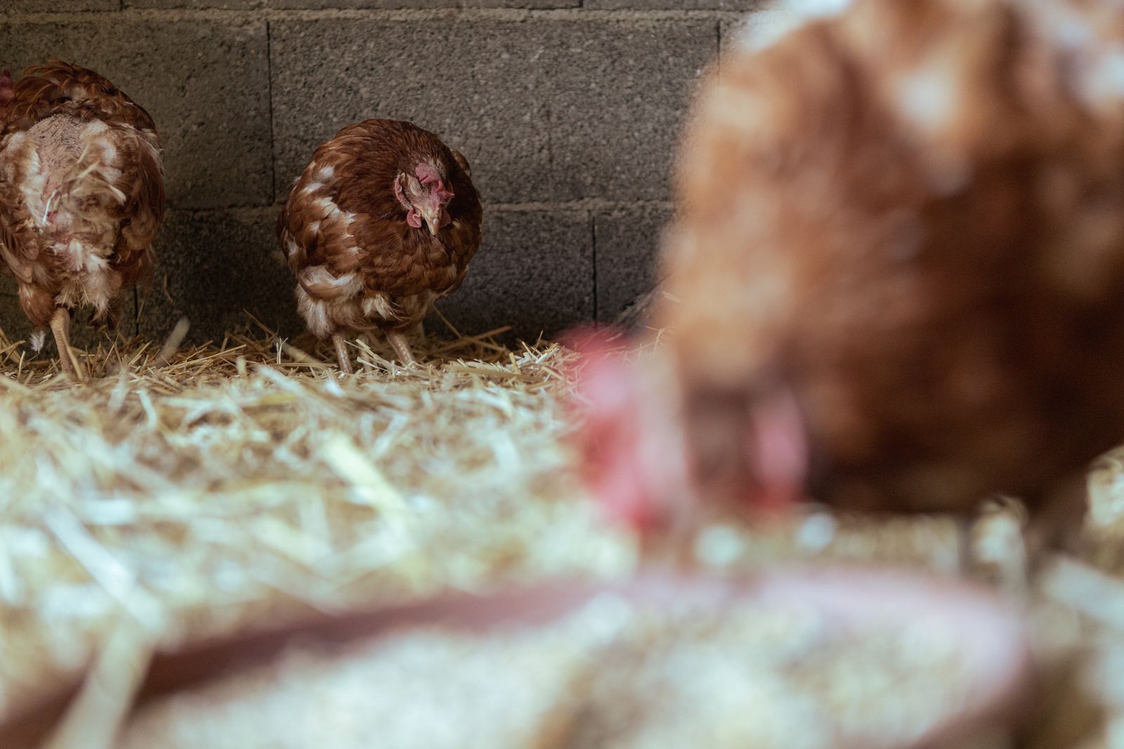 Brown hens inside a rustic chicken coop