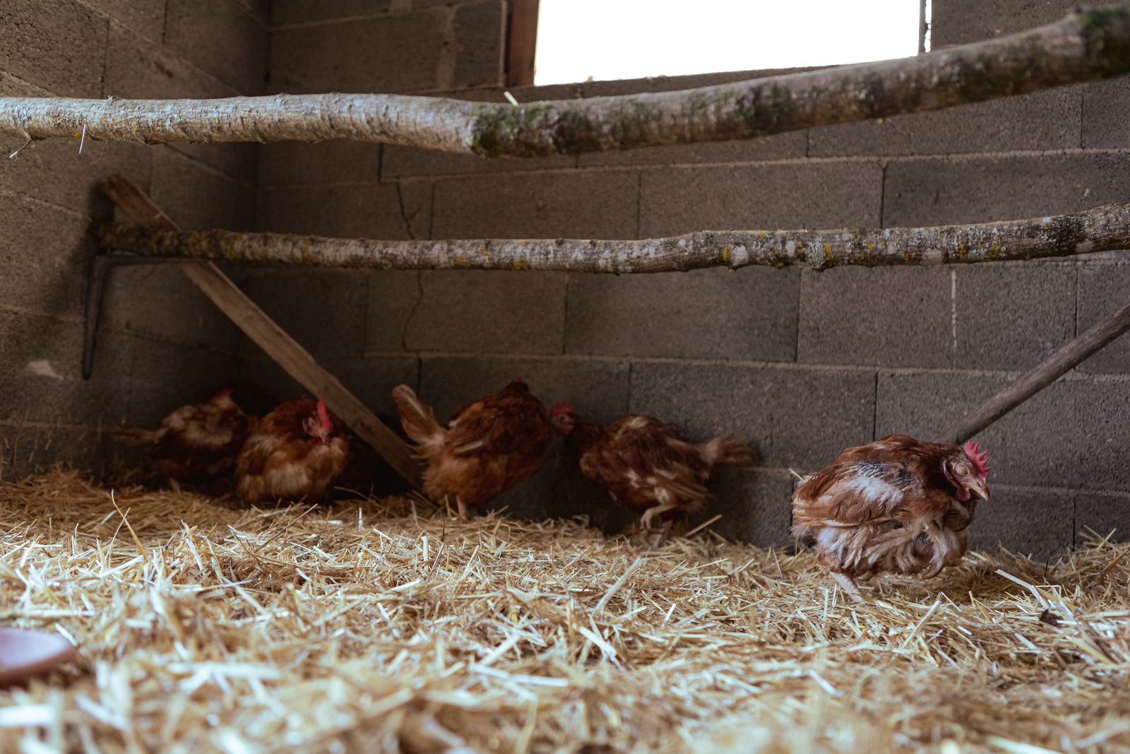 Hens nesting on straw inside a barn