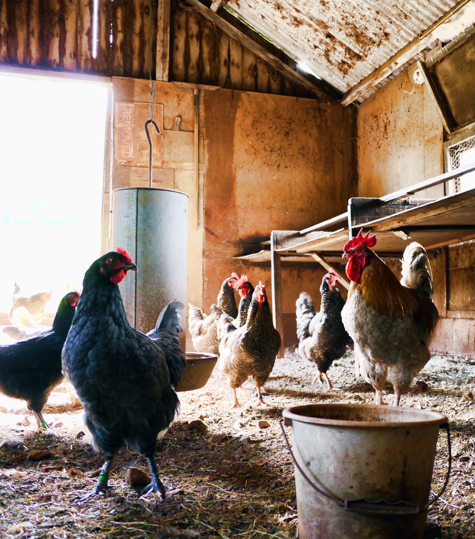 Rustic indoor chicken coop with hens and rooster