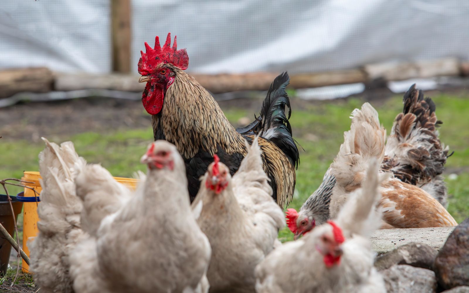 Rooster and hens on a rural farm