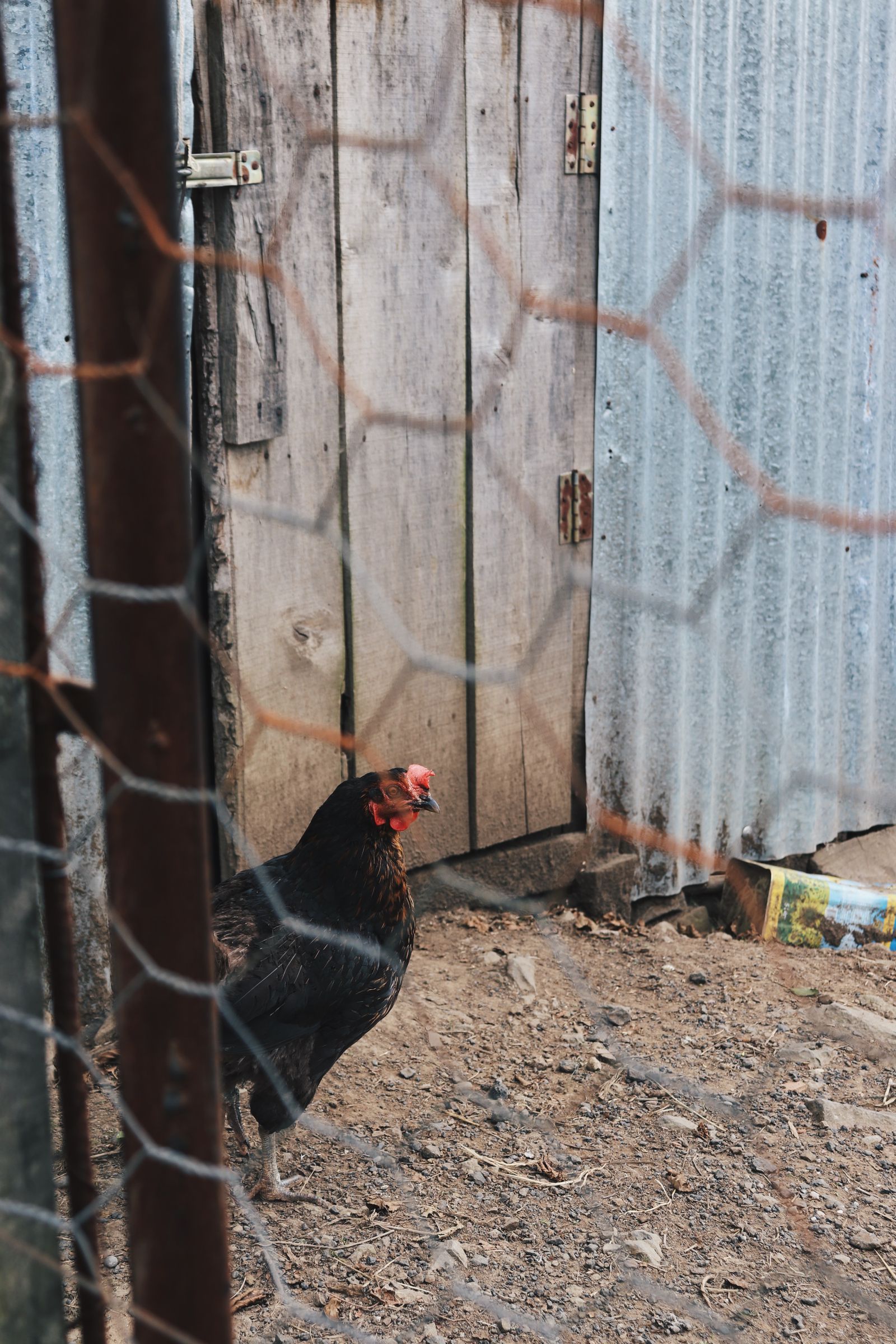 Hen near a rustic chicken coop